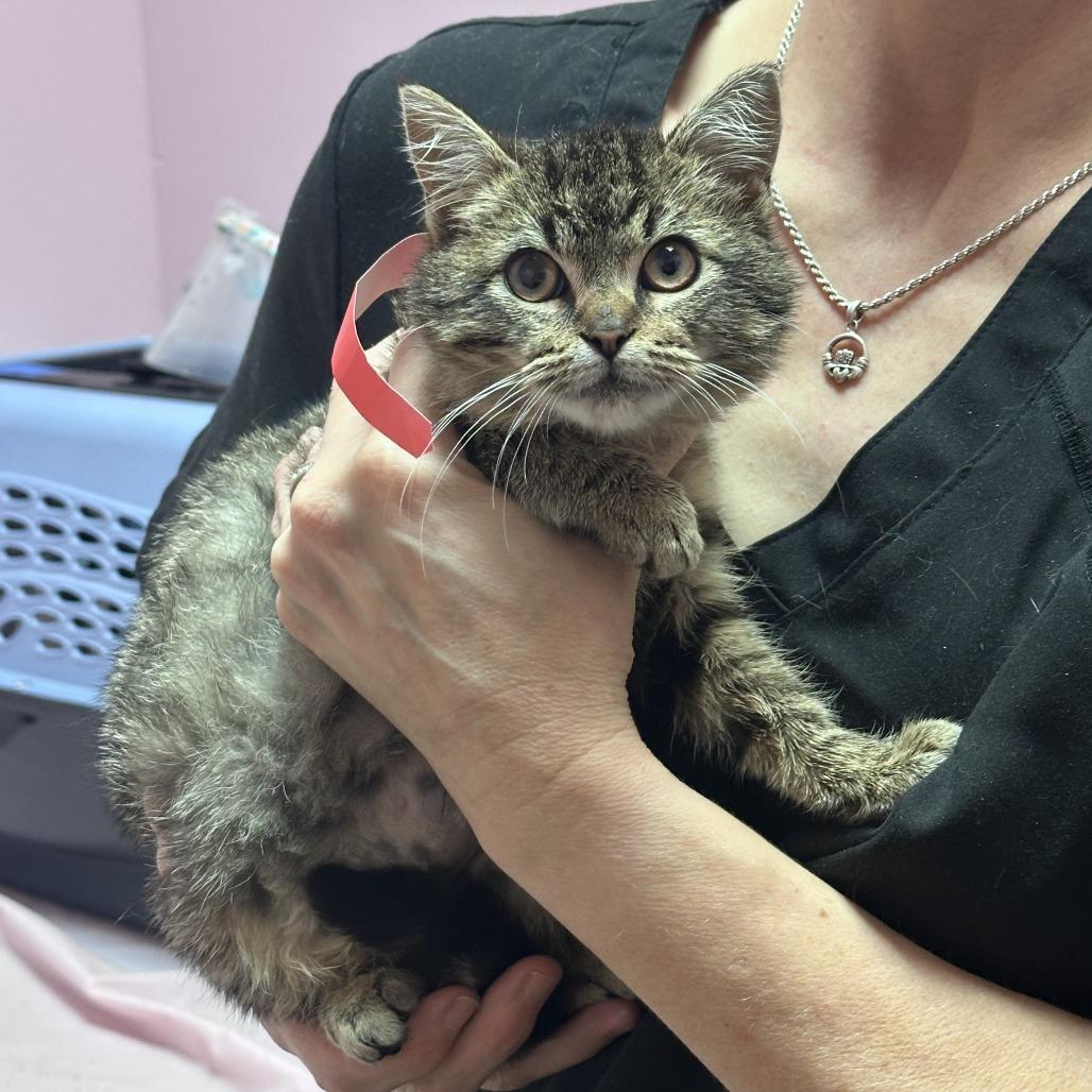 Tommy, Adoptable, Kitten Female Domestic Short Hair.