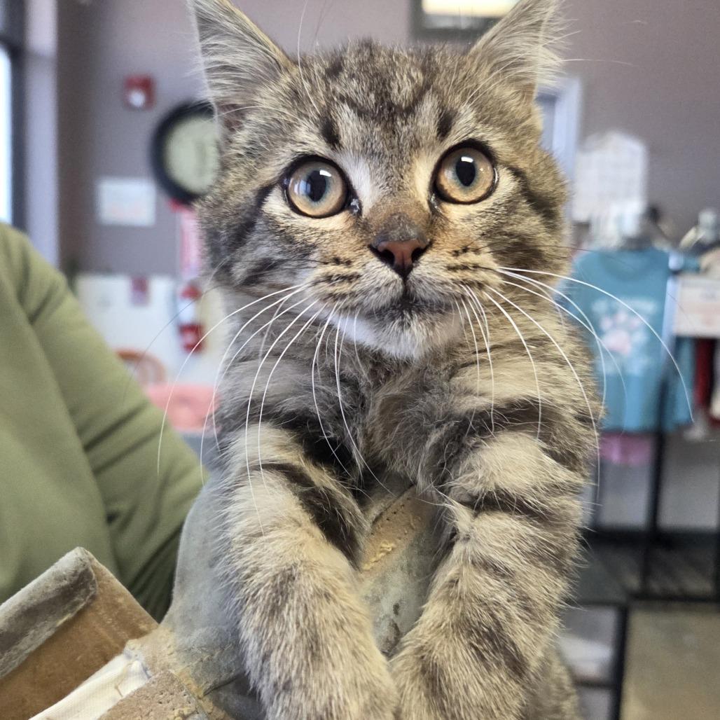 Enlarge Tommy, a Adoptable Domestic Short Hair in Branson, MO image 2/2