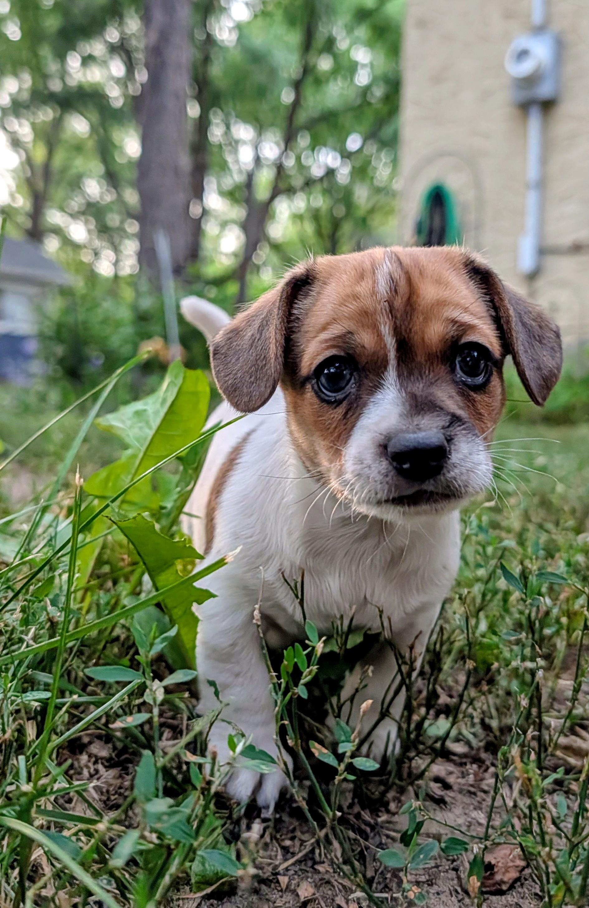 Enlarge Karl, an adoptable mixed breed in Minneapolis, MN image 5/6