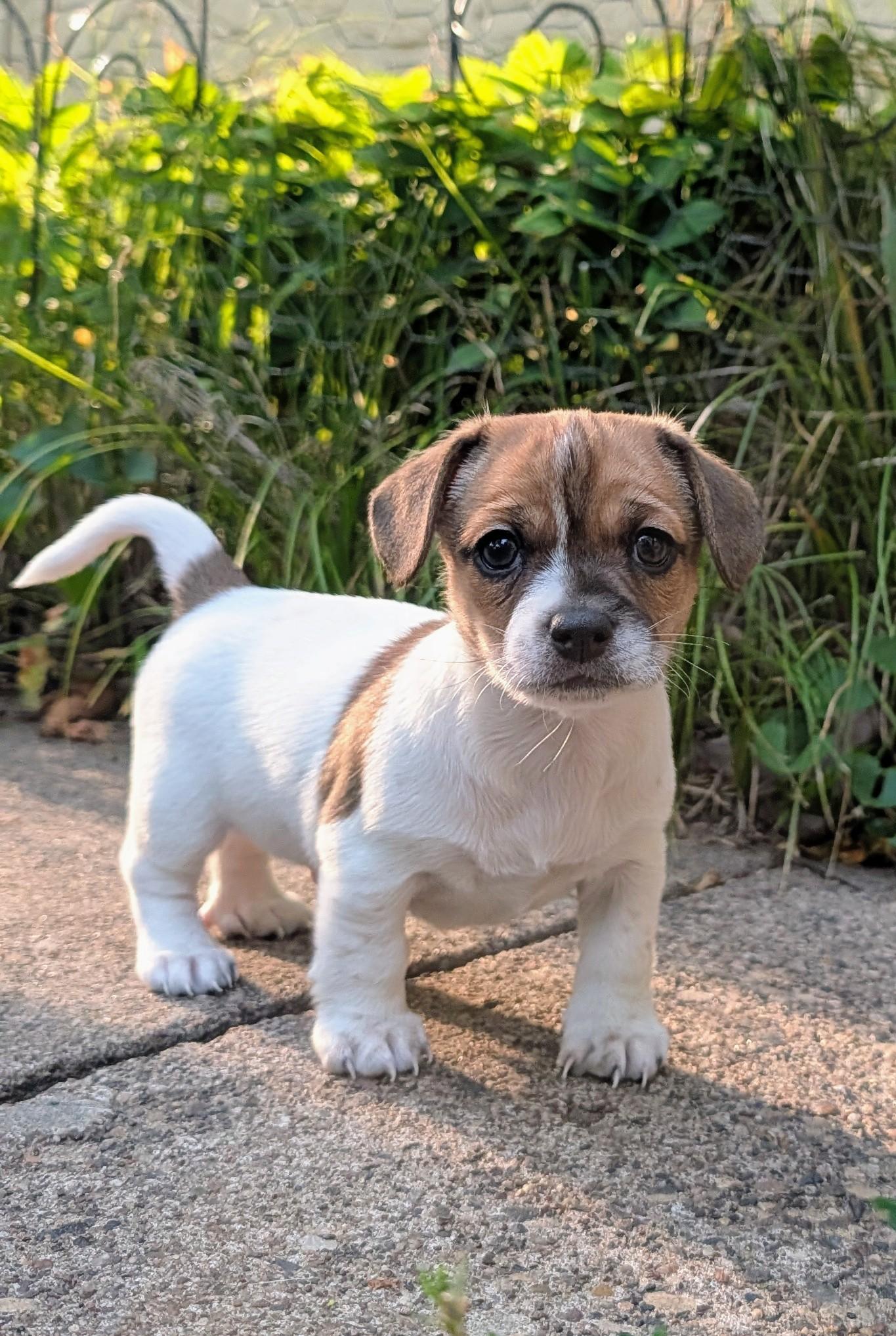 Karl, adoptable, Puppy Male Chihuahua & Jack Russell Terrier.