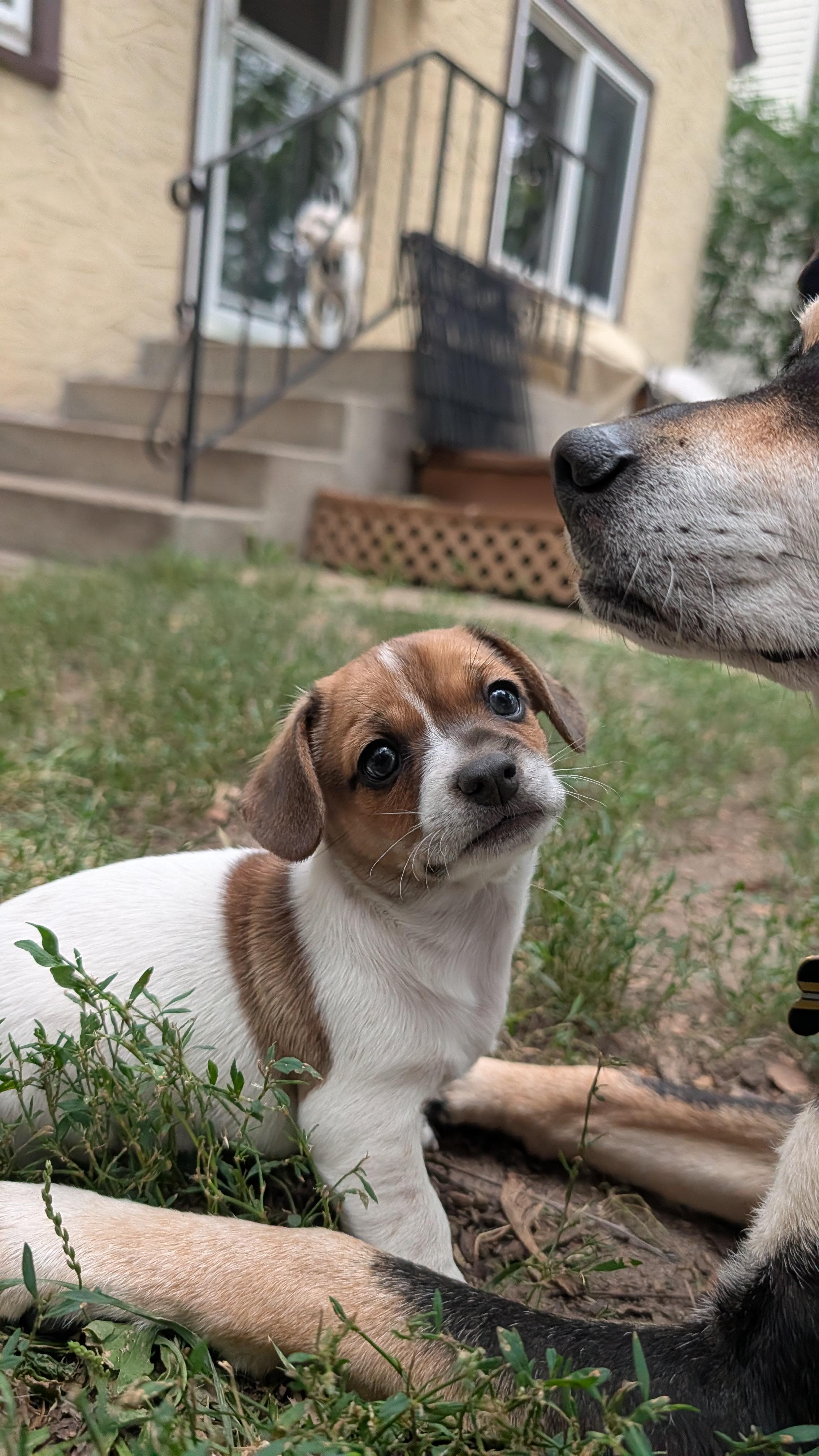 Enlarge Karl, an adoptable mixed breed in Minneapolis, MN image 6/6