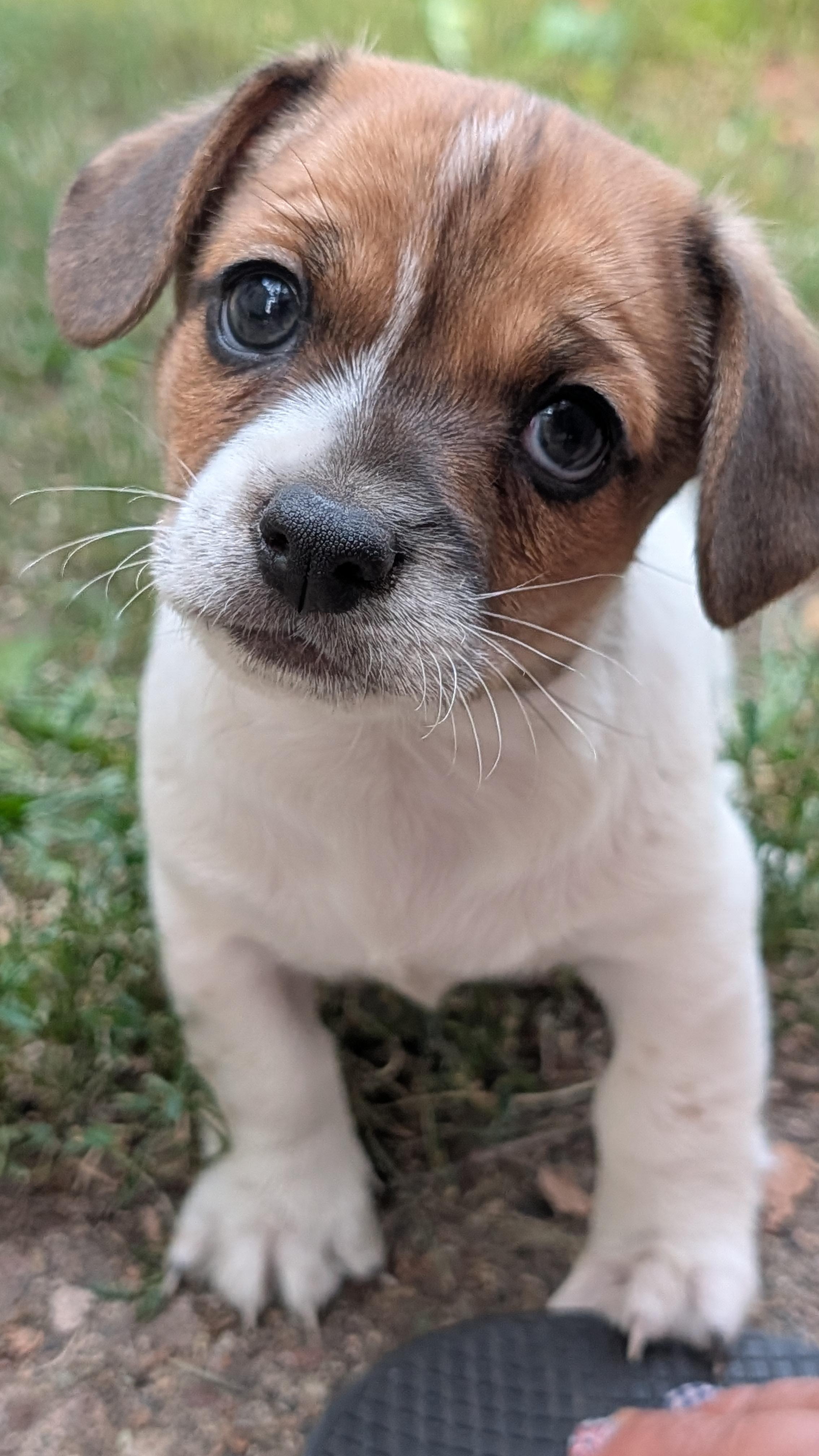 Enlarge Karl, an adoptable mixed breed in Minneapolis, MN image 2/6