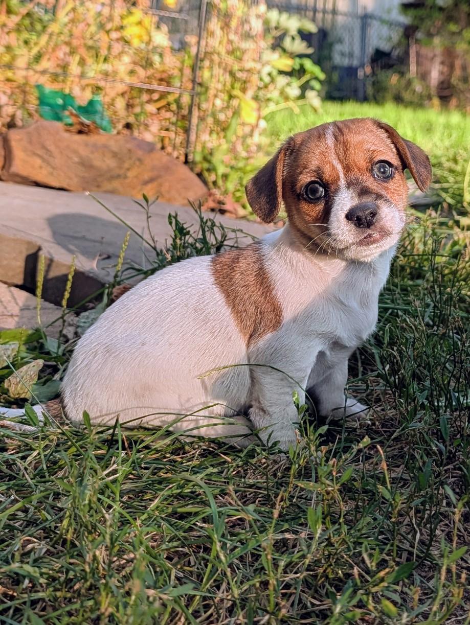 Enlarge Karl, an adoptable mixed breed in Minneapolis, MN image 3/6