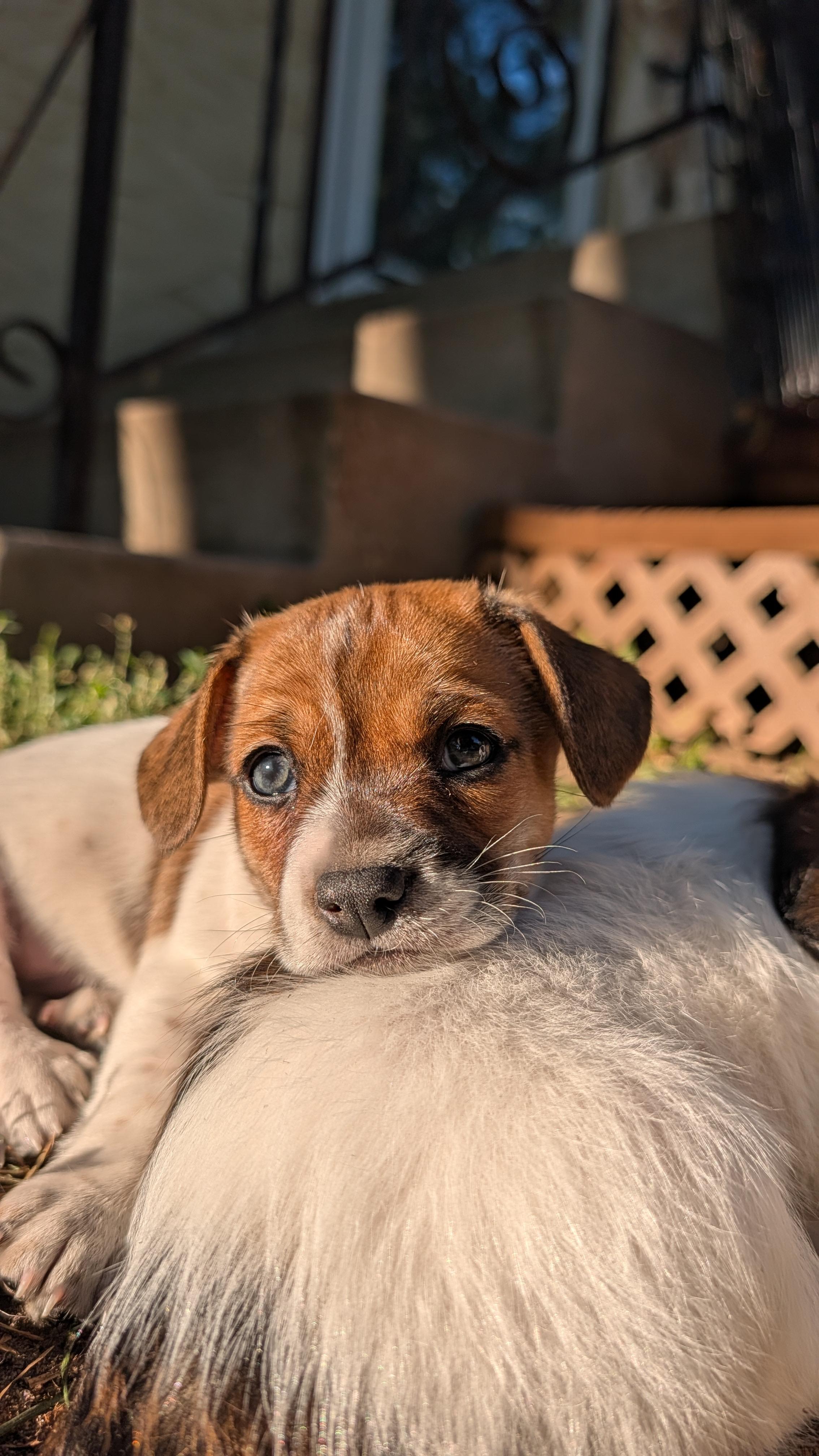 Enlarge Karl, an adoptable mixed breed in Minneapolis, MN image 4/6