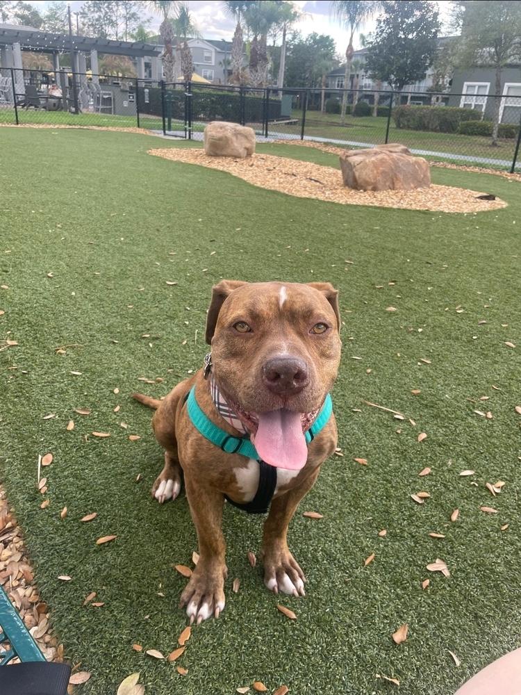 Otis, Adoptable, Adult Male Bullmastiff.