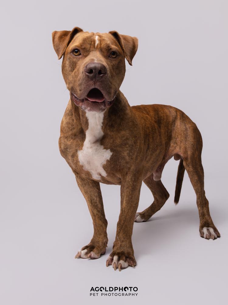 Otis, Adoptable, Adult Male Bullmastiff.