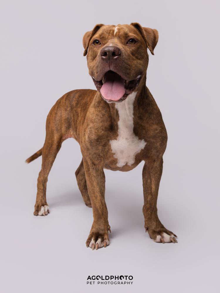 Otis, a Adoptable mixed breed in Lakeland, FL image 2/6