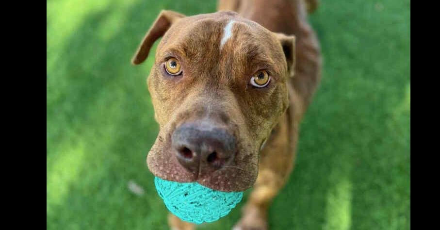 Otis, a Adoptable mixed breed in Lakeland, FL image 3/6