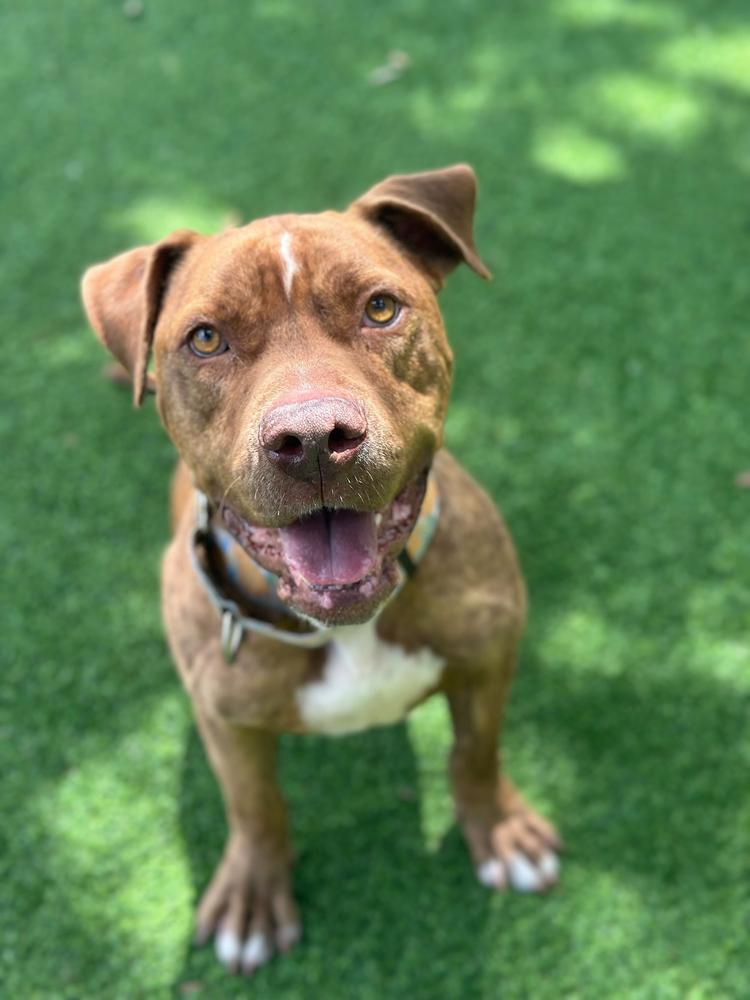 Enlarge Otis, a Adoptable mixed breed in Lakeland, FL image 4/6