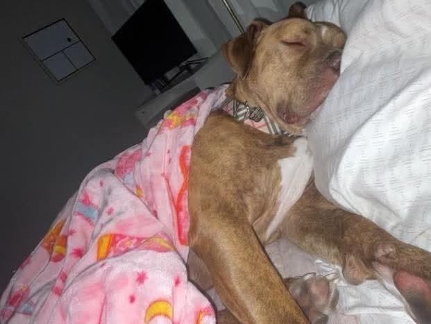Enlarge Otis, a Adoptable mixed breed in Lakeland, FL image 5/6
