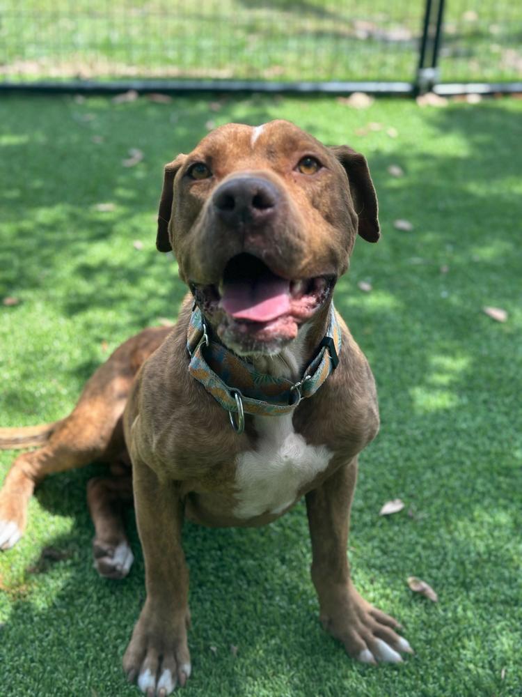 Otis, a Adoptable mixed breed in Lakeland, FL image 5/6