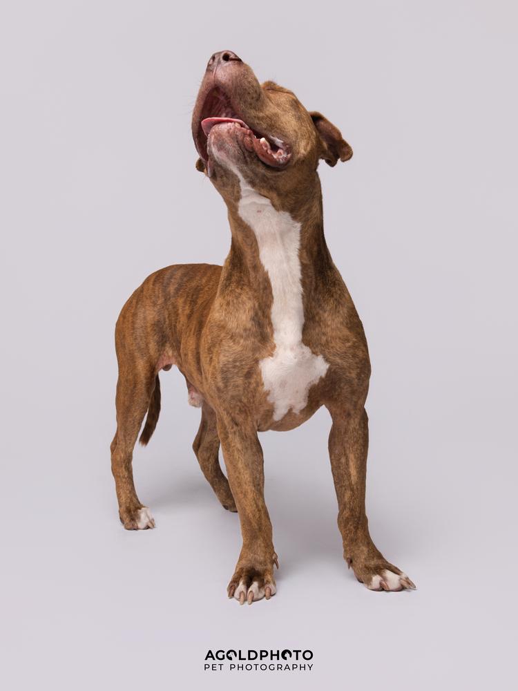 Otis, Adoptable, Adult Male Bullmastiff.