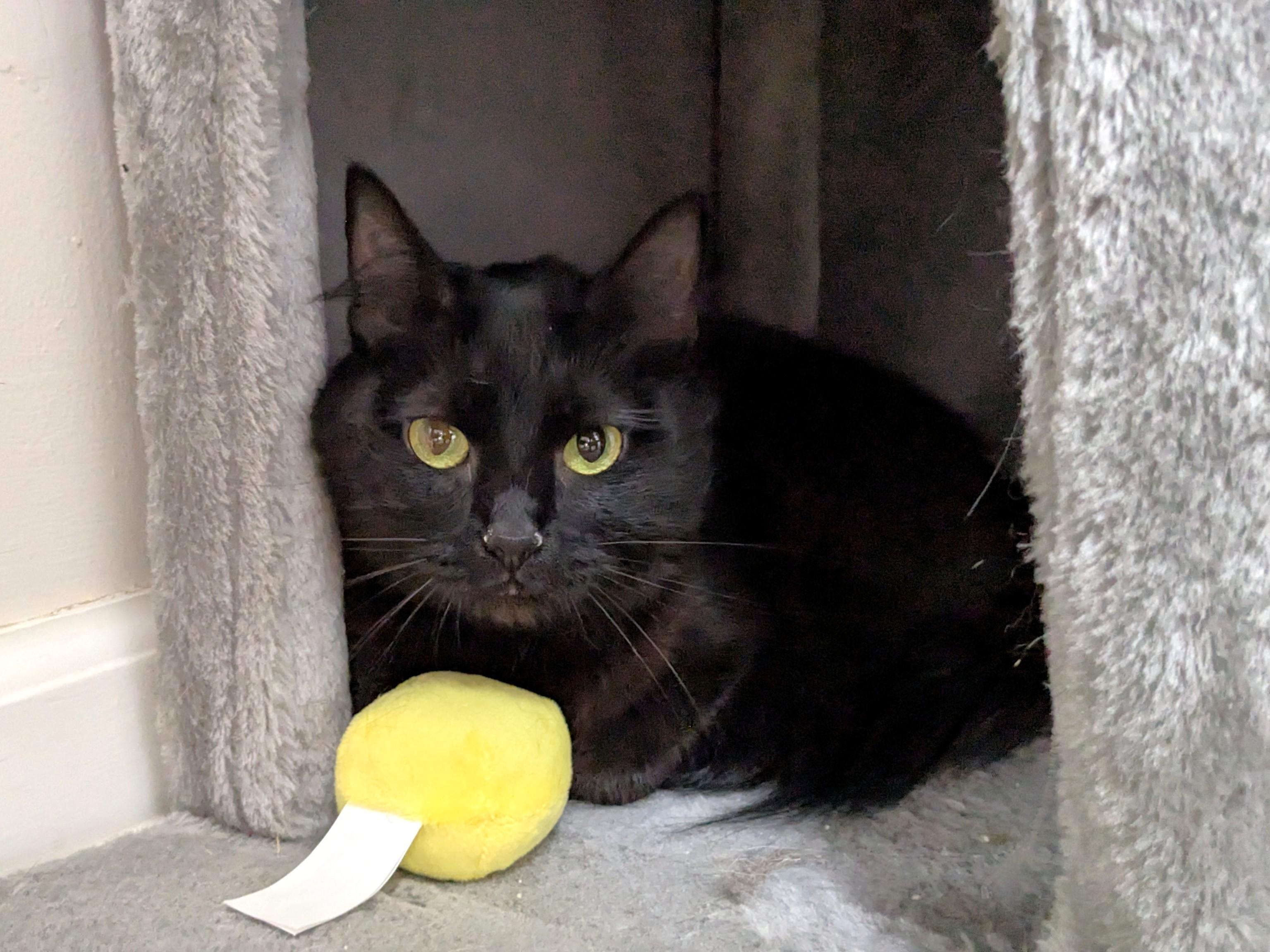 Enlarge Raven, a ADOPTABLE Domestic Medium Hair in Fairhope, AL image 2/2