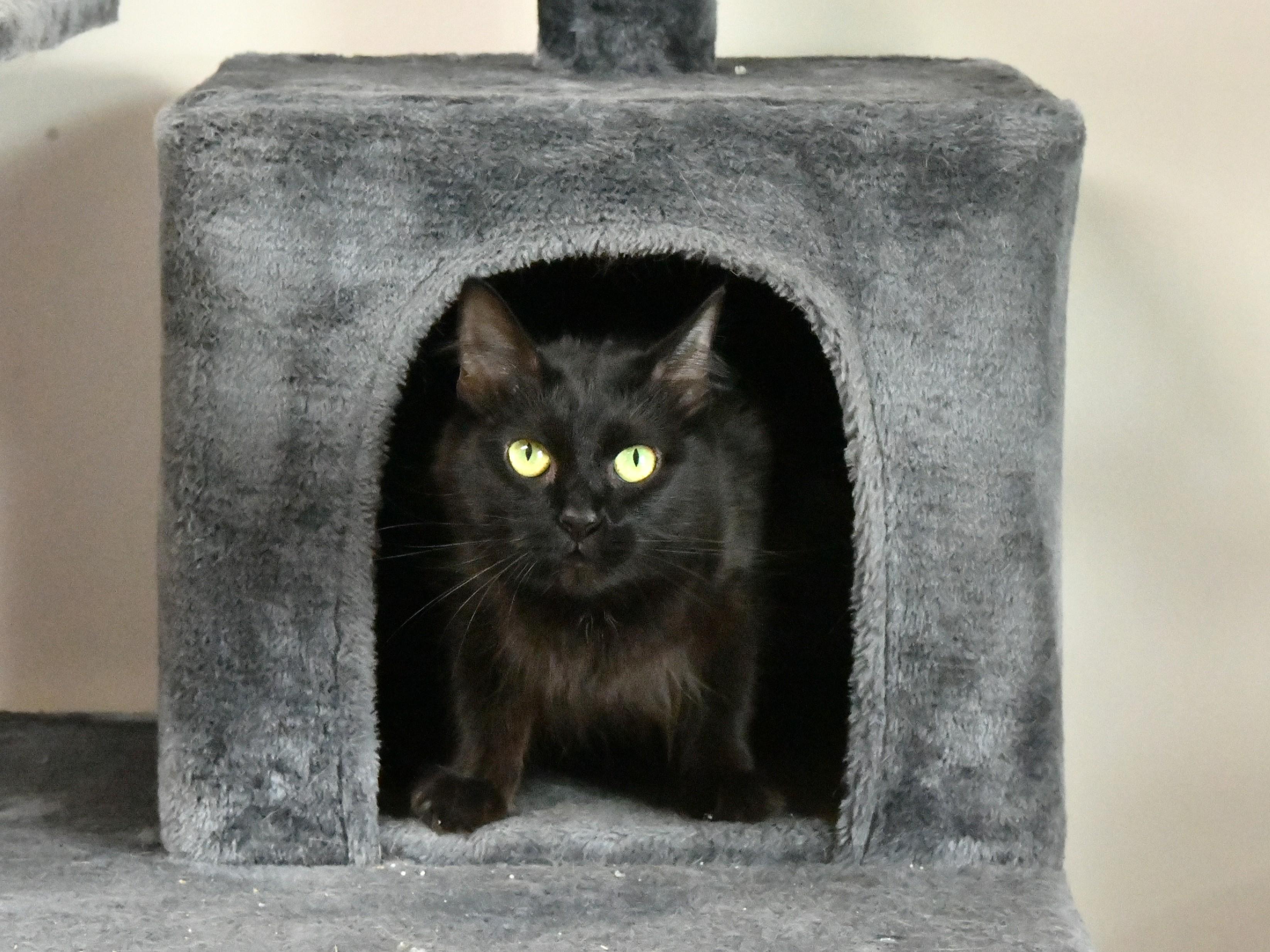 Raven, ADOPTABLE, Adult Female Domestic Medium Hair.