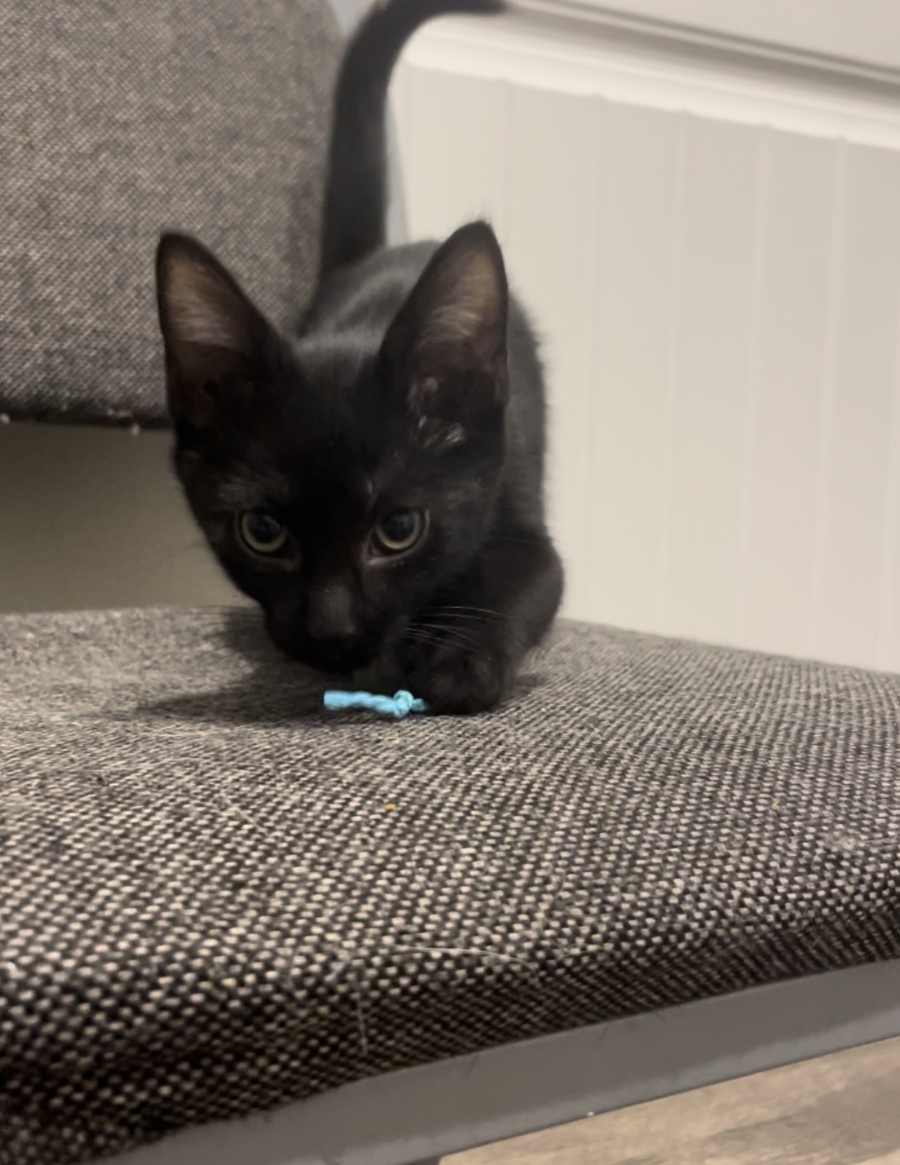 Cat for adoption Holden, a Domestic Short Hair in Bloomsdale, MO