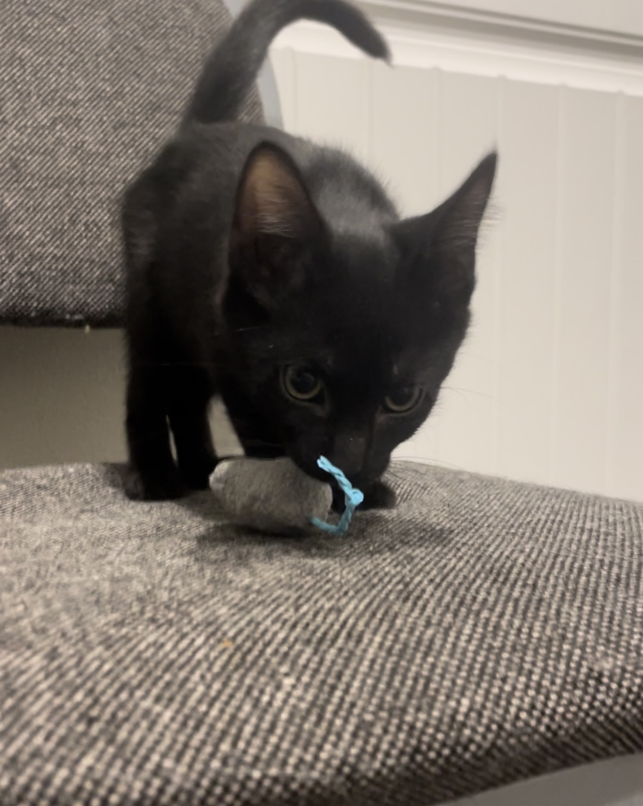 Cat for adoption Holden, a Domestic Short Hair in Bloomsdale, MO