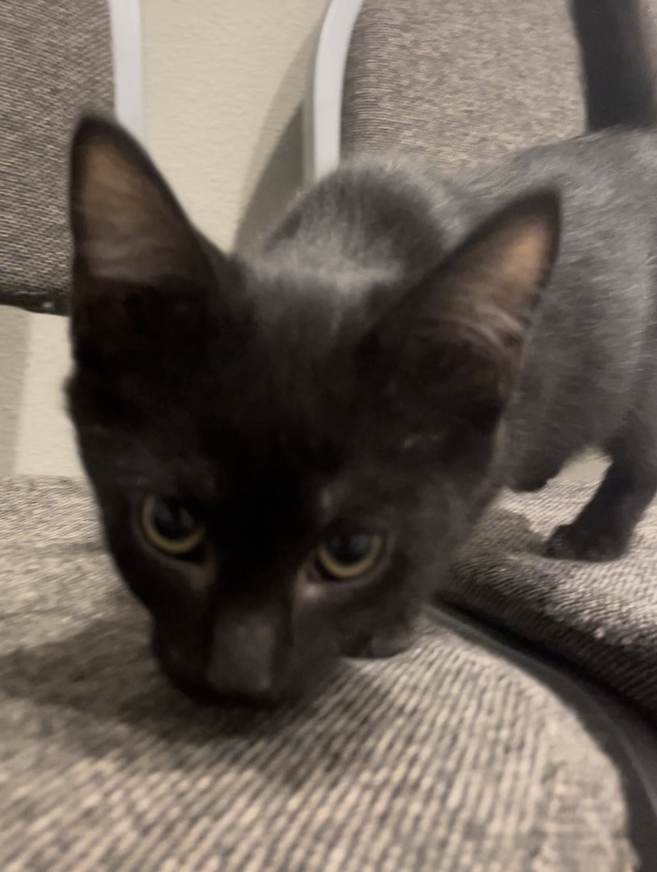 Cat for adoption Holden, a Domestic Short Hair in Bloomsdale, MO