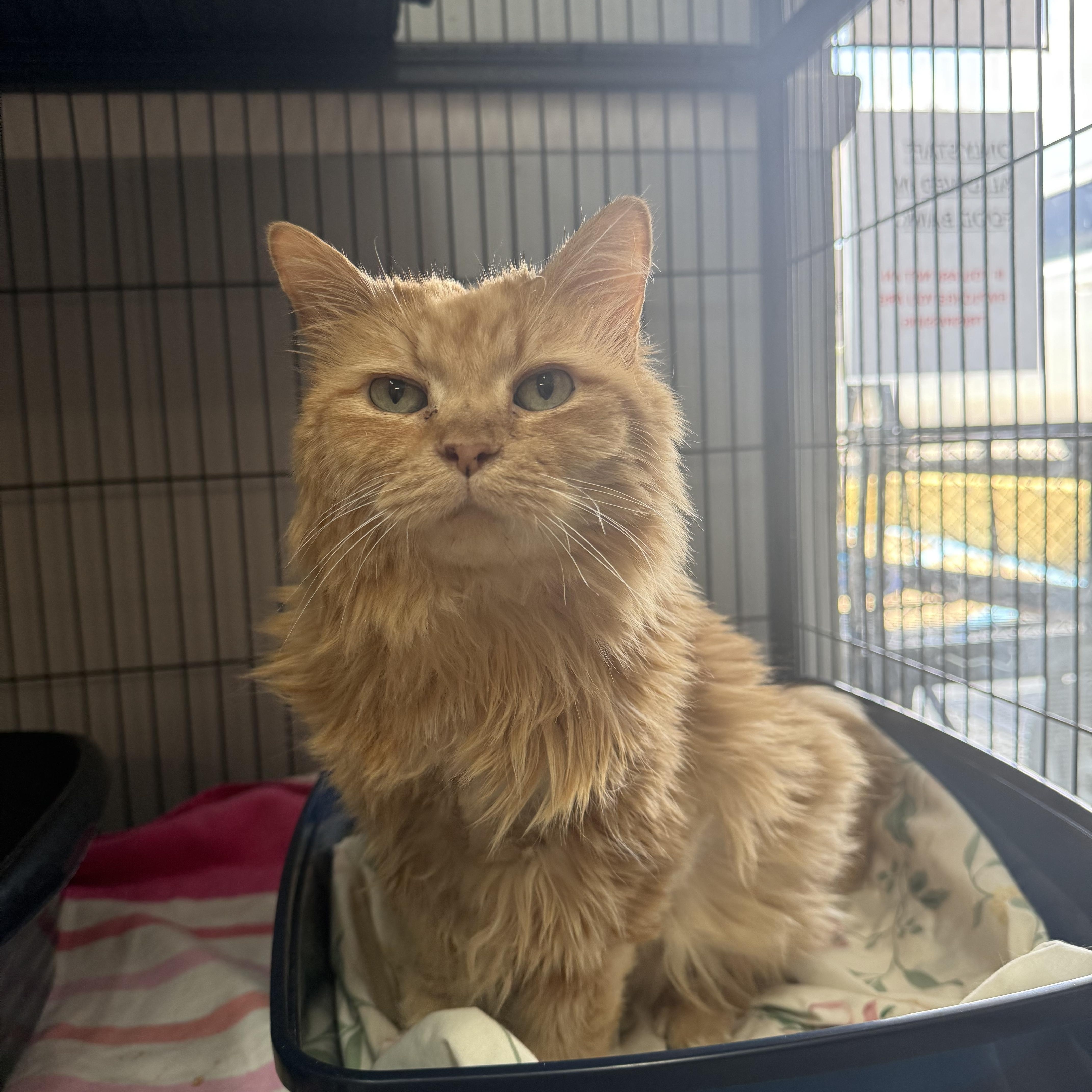 Nala, ADOPTABLE, Adult Female Domestic Long Hair.