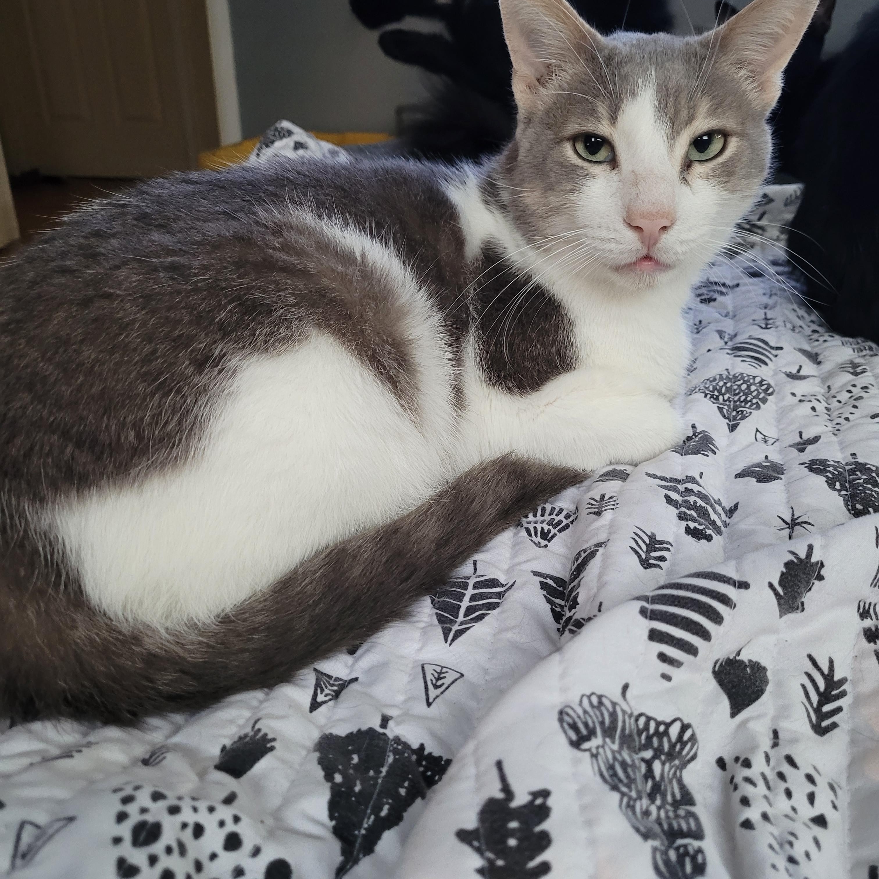 Eli, Adoptable, Adult Male American Shorthair.