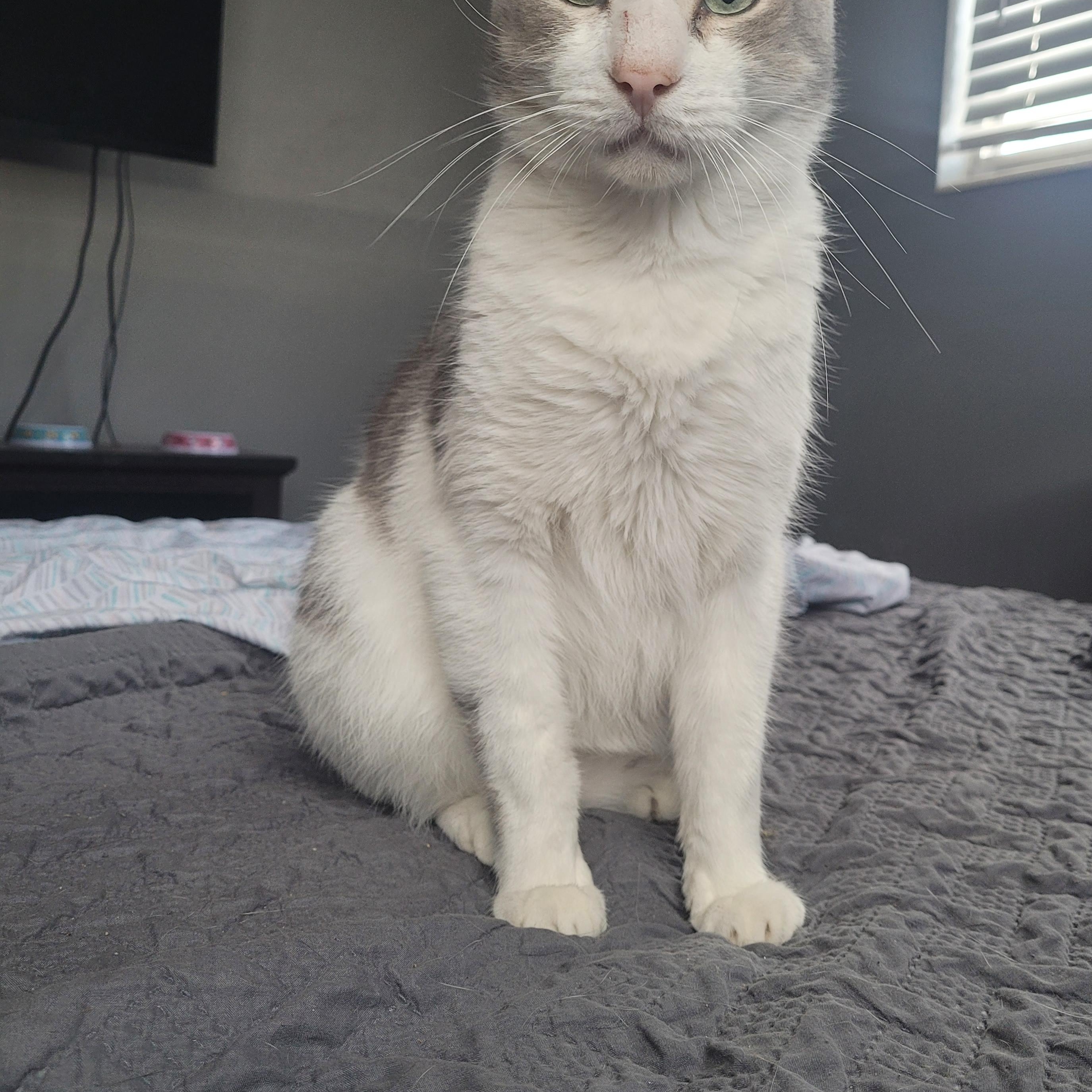 Enlarge Eli, a Adoptable American Shorthair in Tampa, FL image 2/2