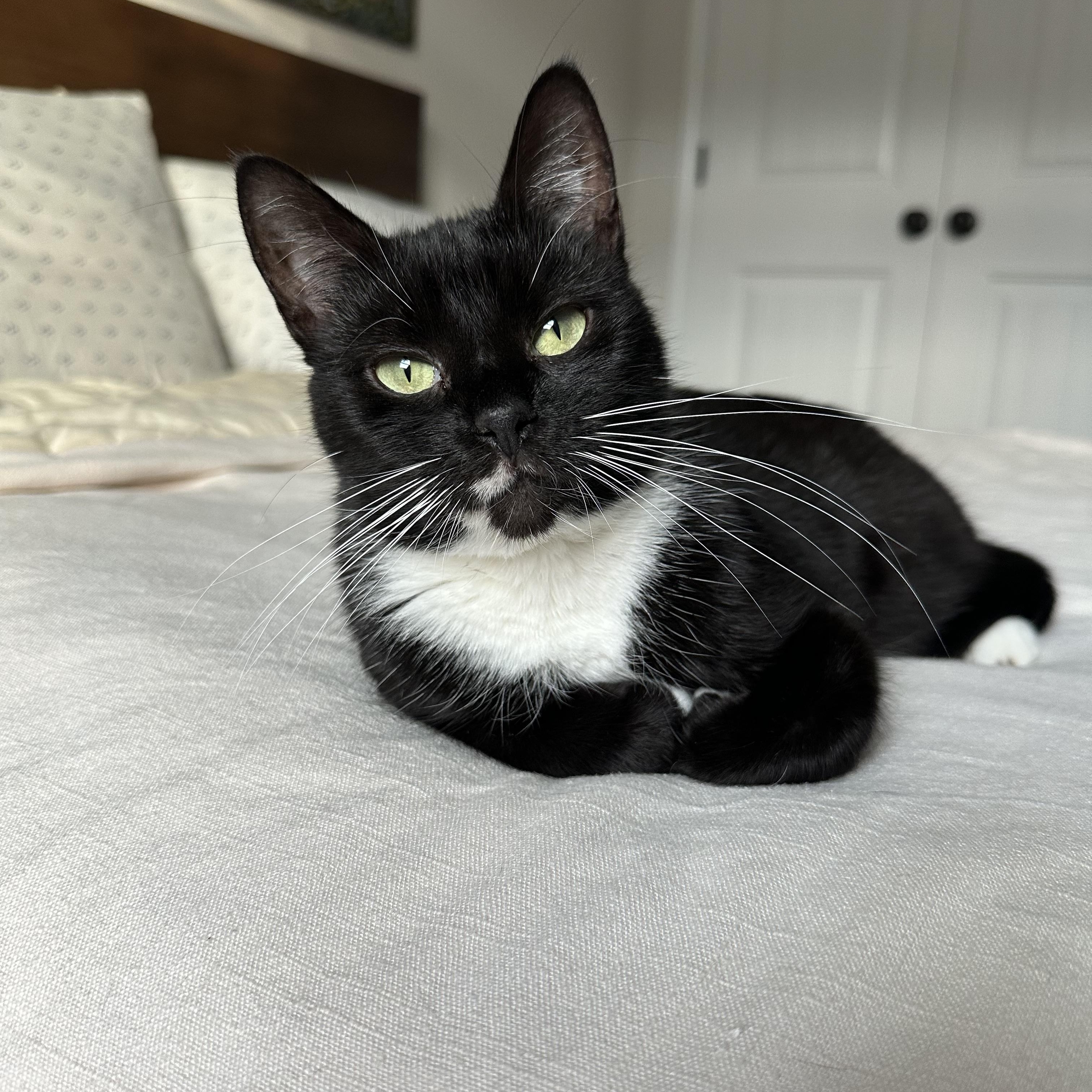 Enlarge Marli, a Adoptable Domestic Short Hair in Savannah, GA image 2/5