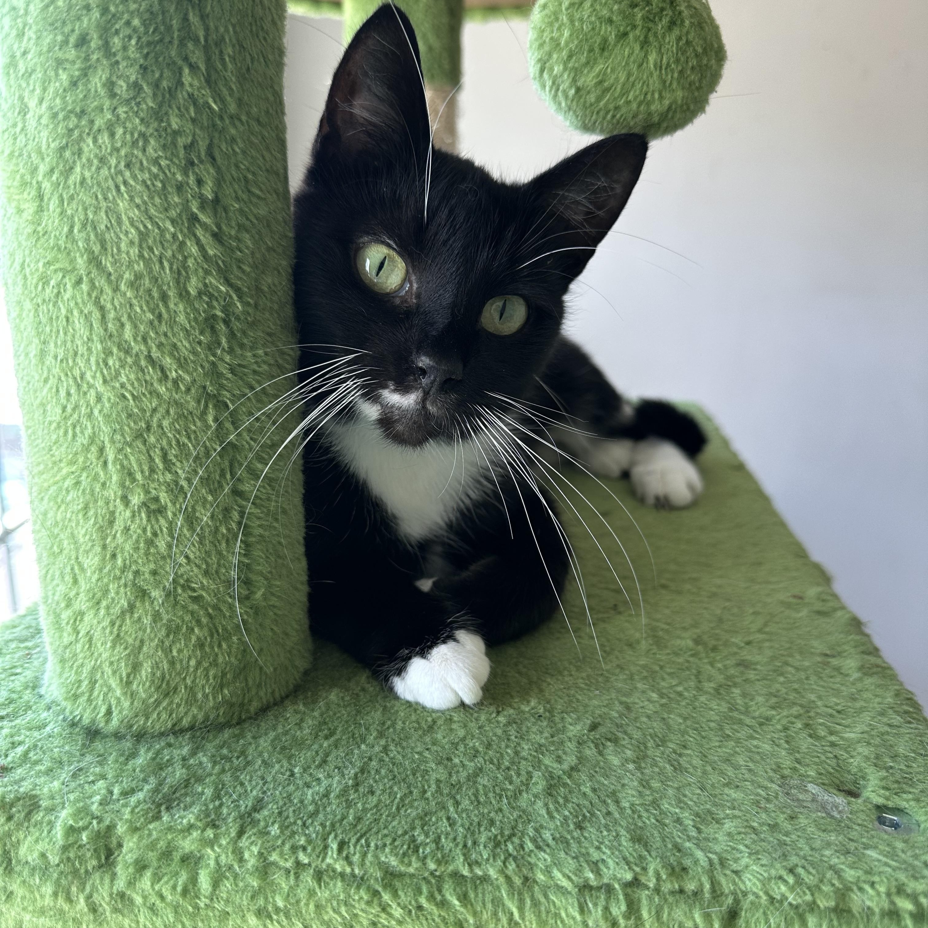 Enlarge Marli, a Adoptable Domestic Short Hair in Savannah, GA image 1/4