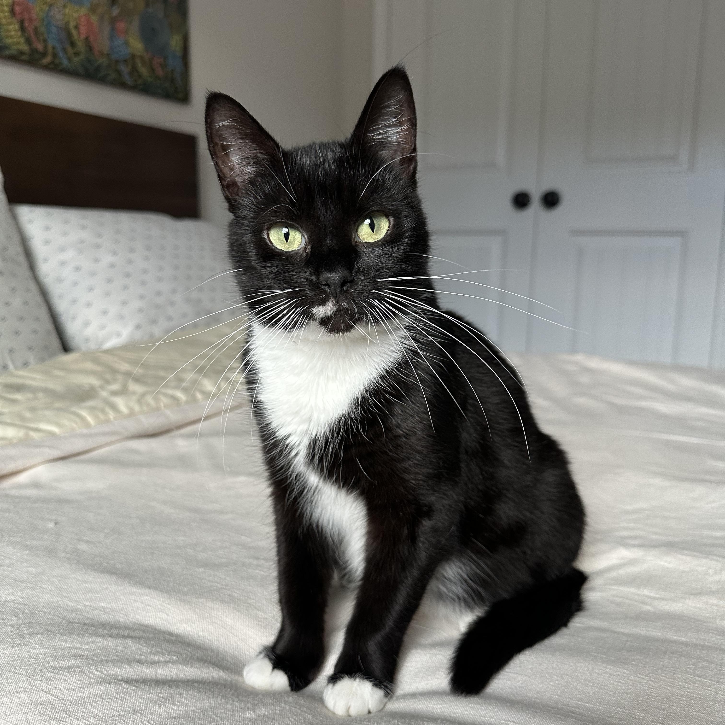 Enlarge Marli, a Adoptable Domestic Short Hair in Savannah, GA image 1/5