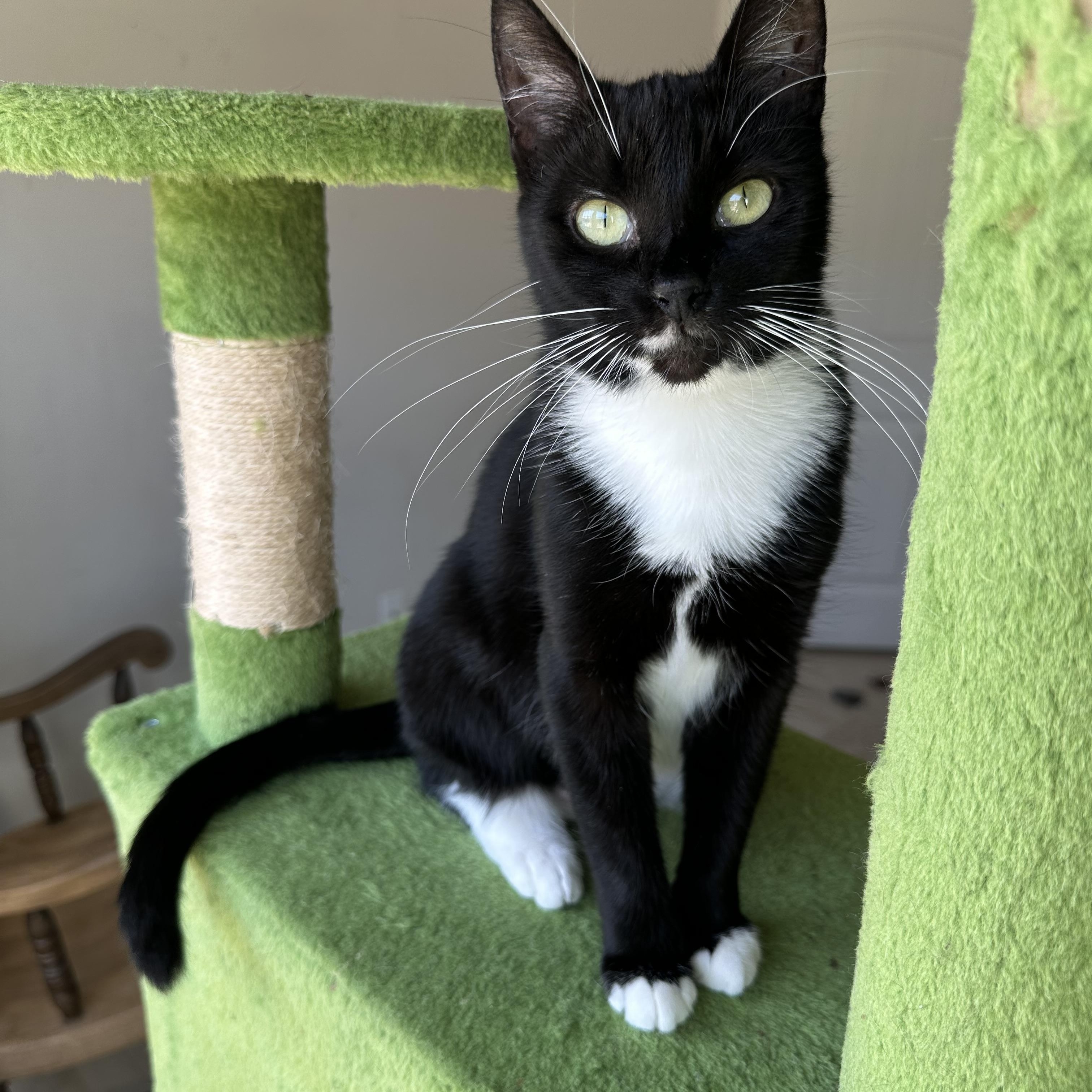 Enlarge Marli, a Adoptable Domestic Short Hair in Savannah, GA image 2/4