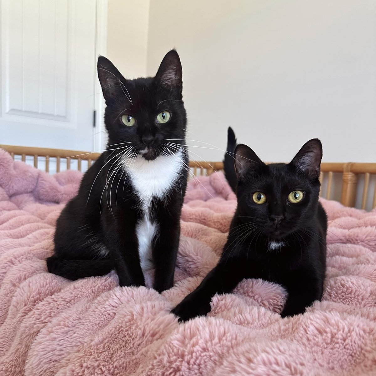 Enlarge Marli, a Adoptable Domestic Short Hair in Savannah, GA image 3/6