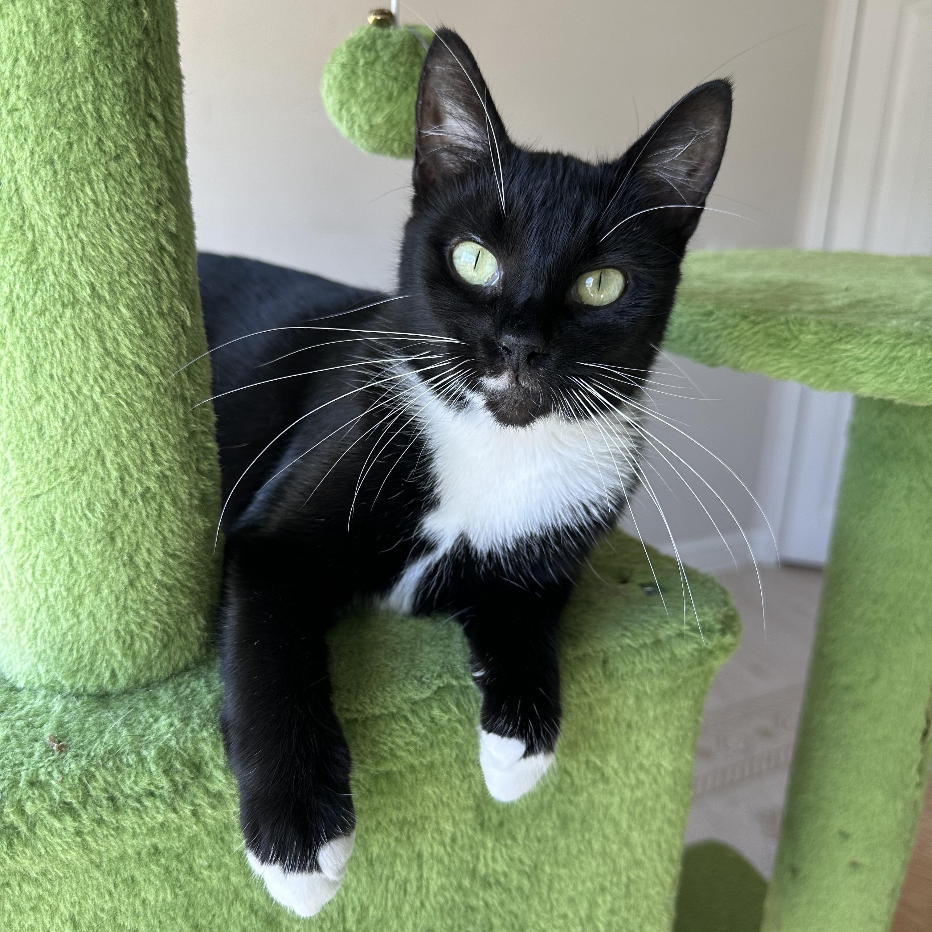 Enlarge Marli, a Adoptable Domestic Short Hair in Savannah, GA image 3/4