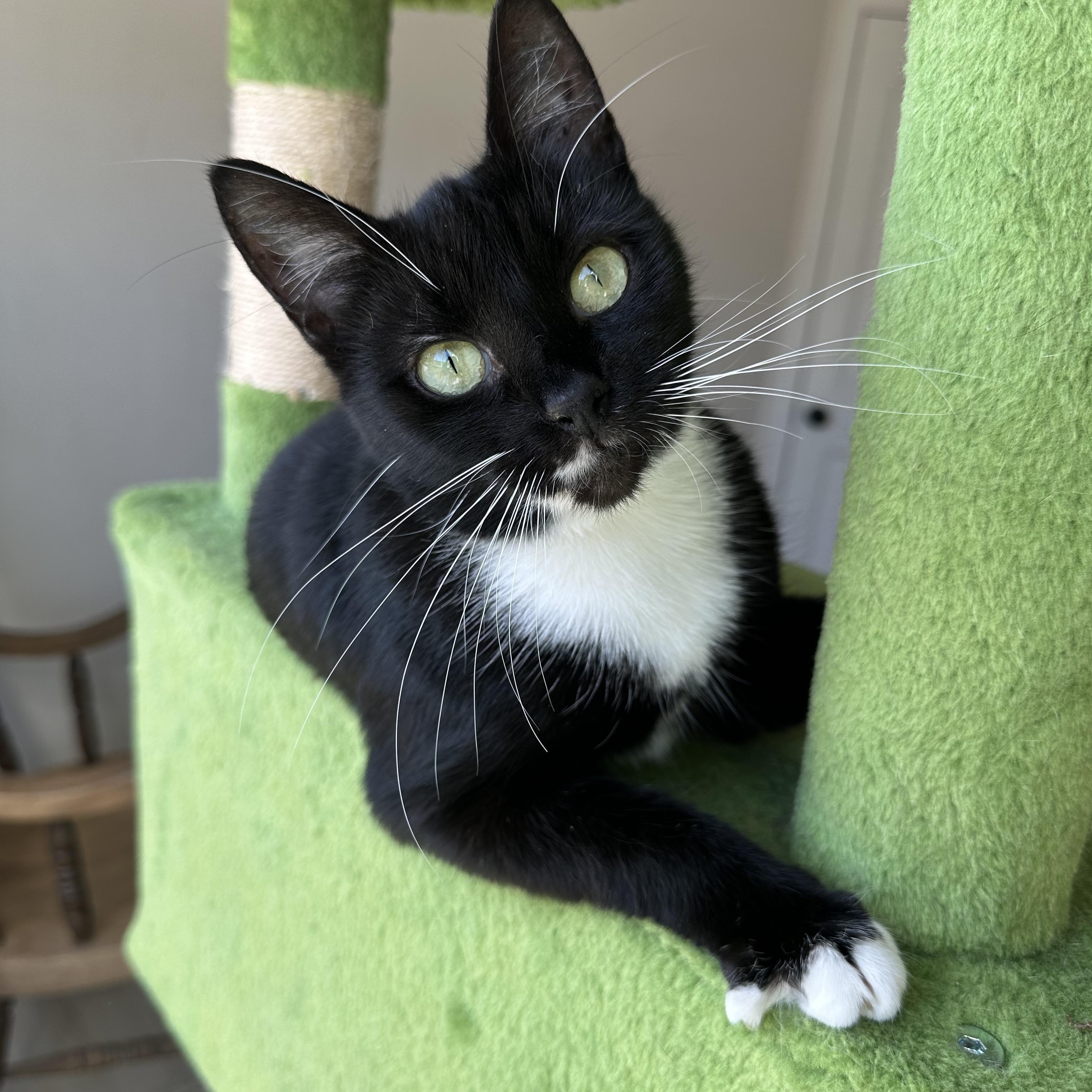 Enlarge Marli, a Adoptable Domestic Short Hair in Savannah, GA image 4/4