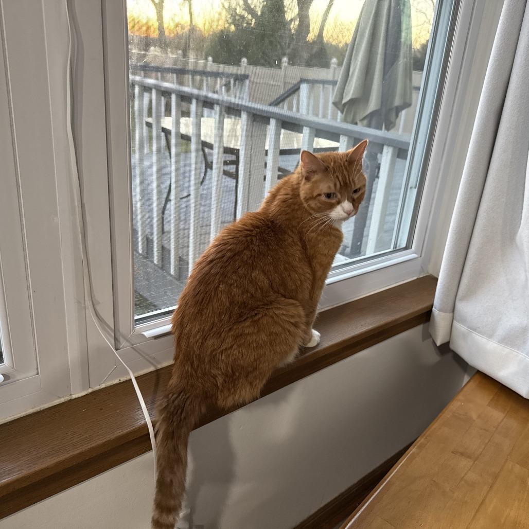 Simba, Adoptable, Senior Male Domestic Short Hair.