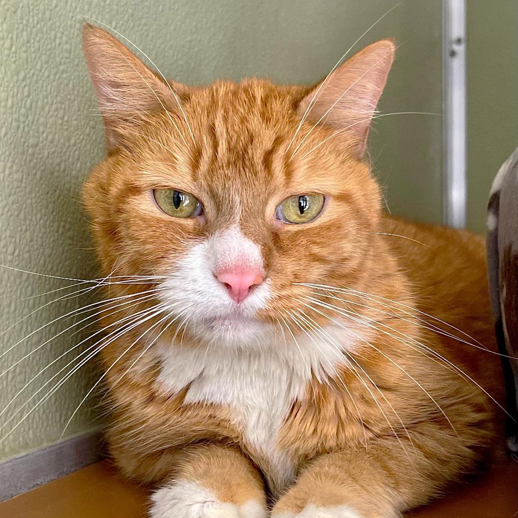 Enlarge Simba, a Adoptable Domestic Short Hair in Deerfield, IL image 3/4