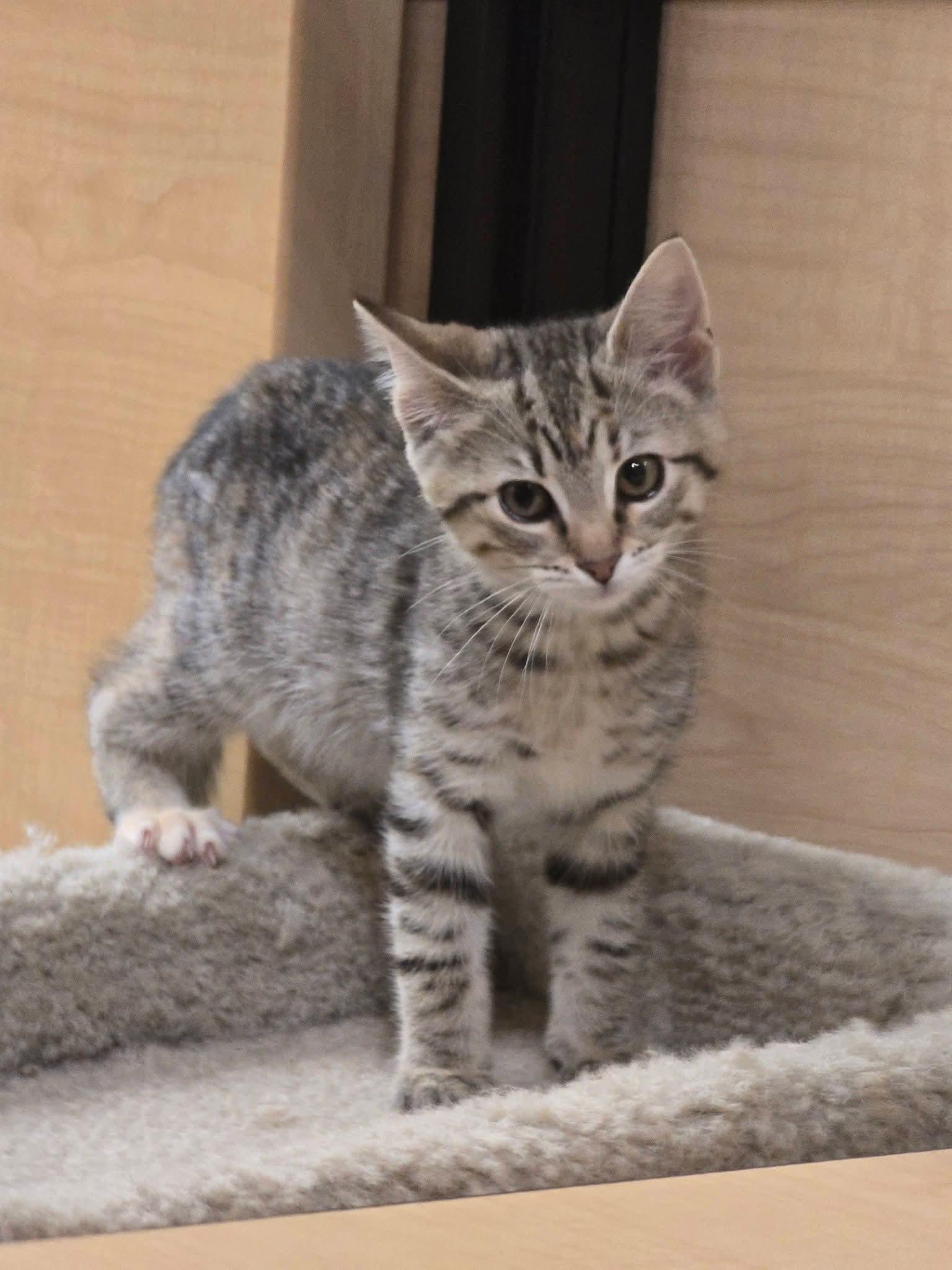 Melonie - At Petsmart, an adopted Domestic Short Hair in Kalamazoo, MI image 1/2