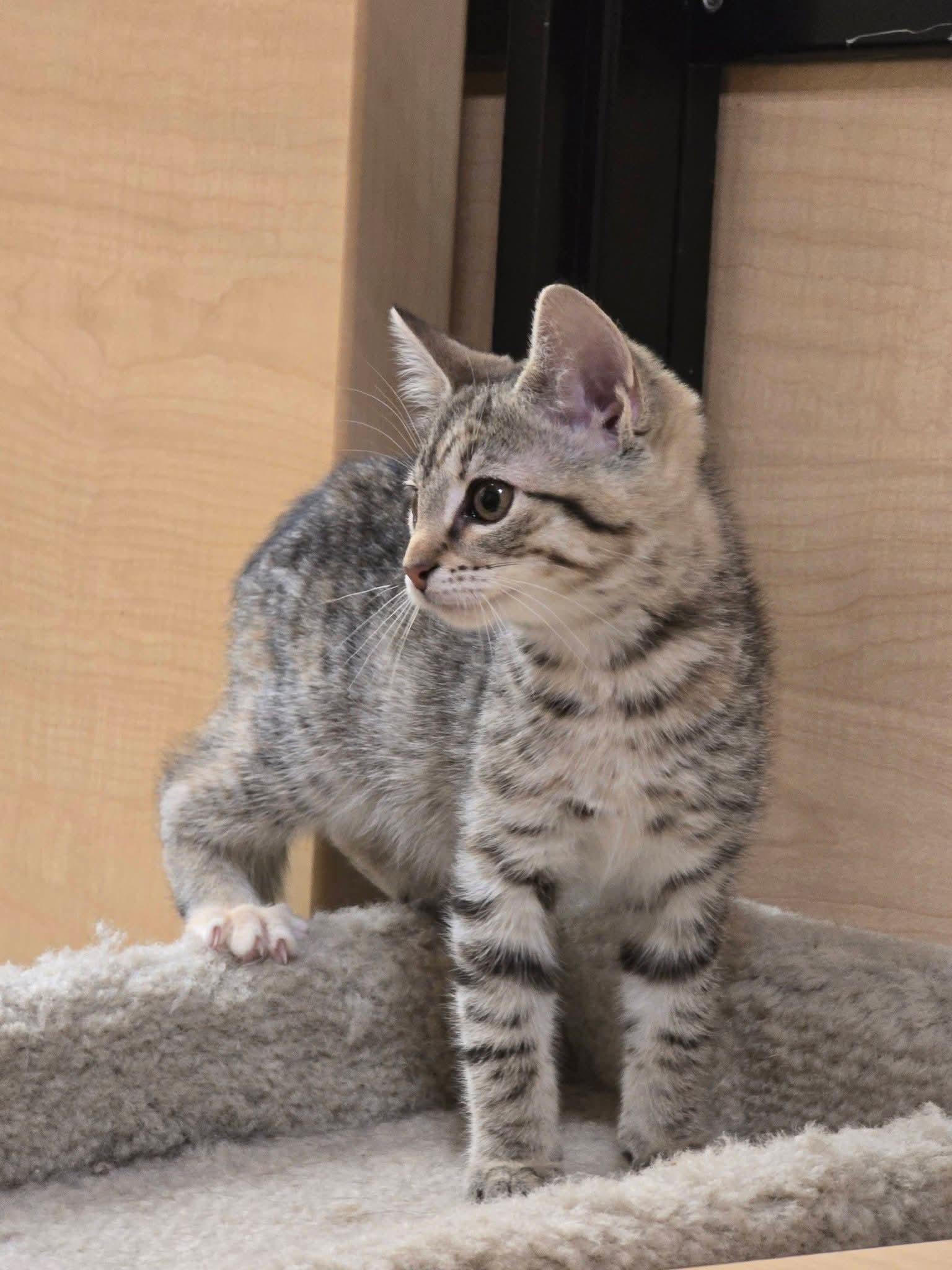 Melonie - At Petsmart, an adopted Domestic Short Hair in Kalamazoo, MI image 2/2