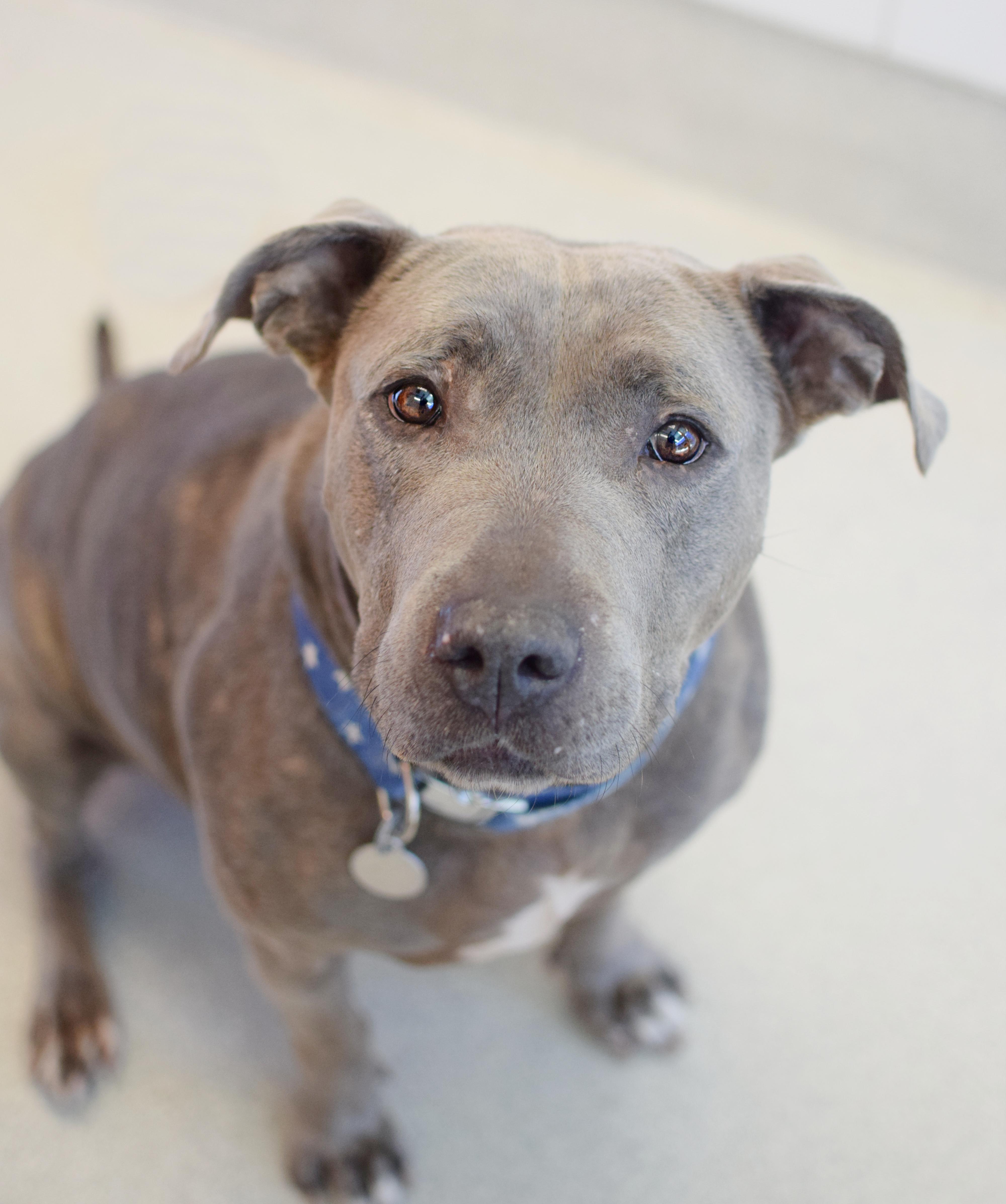 Diamond, ADOPTABLE, Adult Female Pit Bull Terrier.