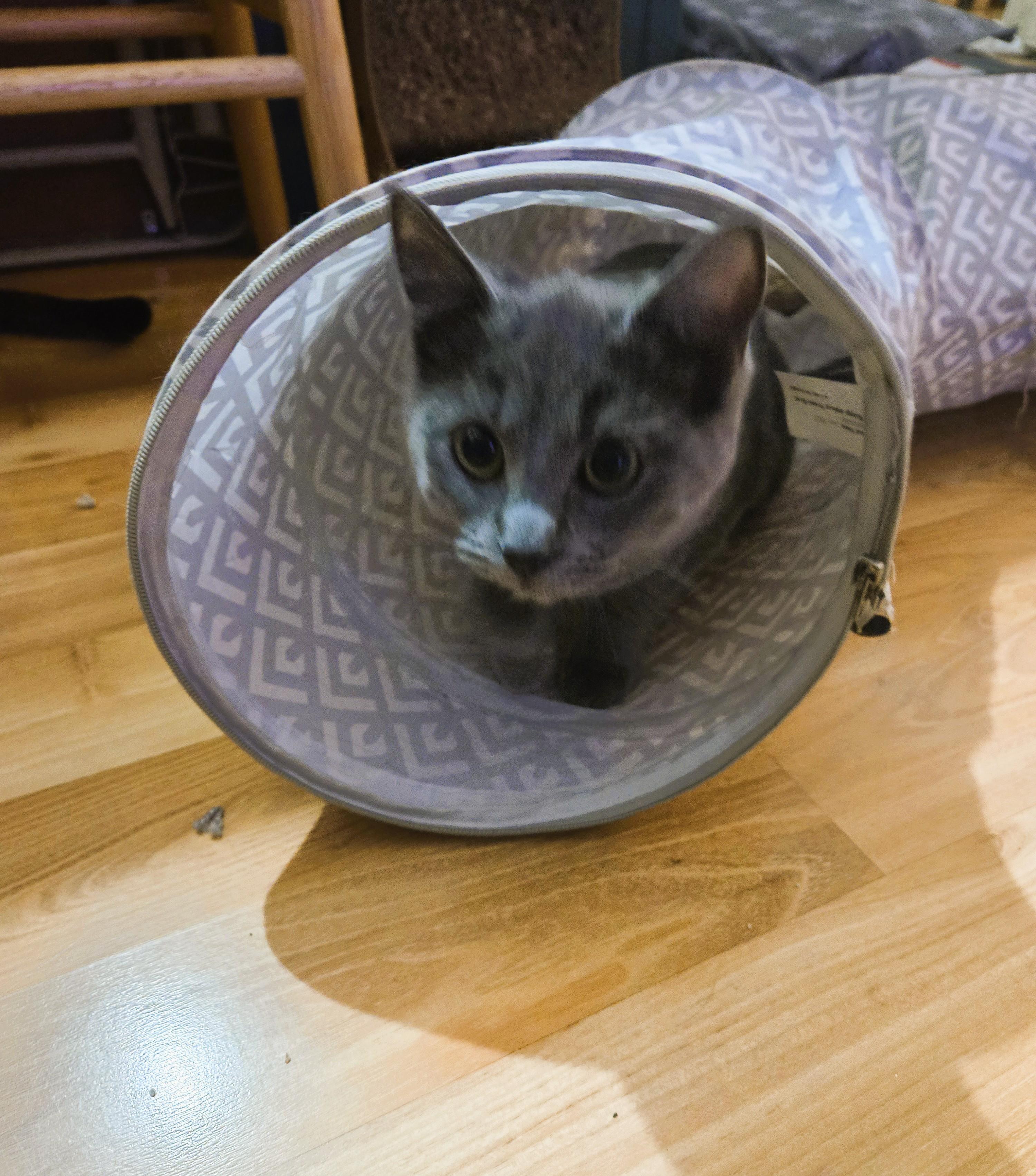 Enlarge TINSEL-(kj), a ADOPTABLE mixed breed in Burlington, WA image 2/3