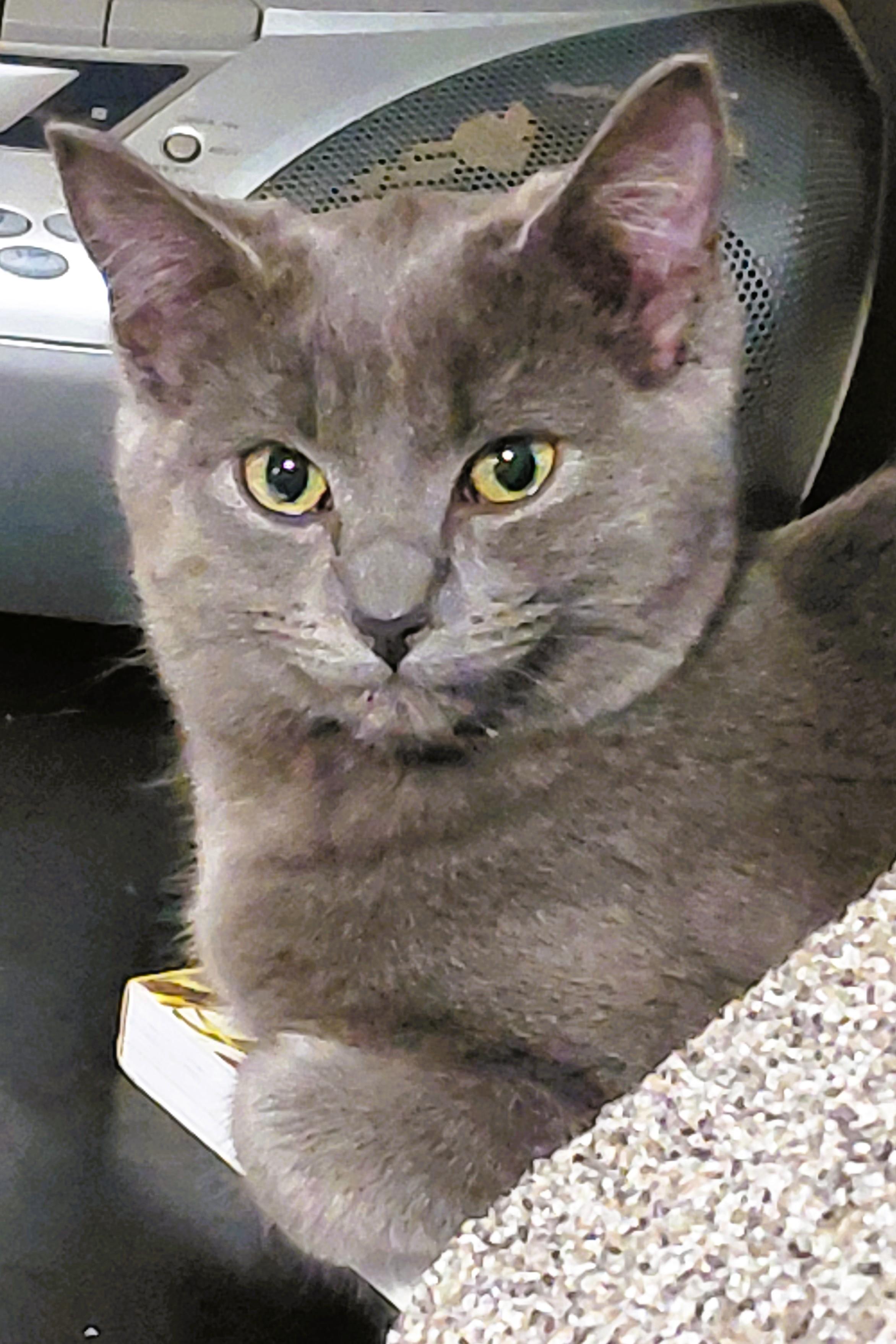 Enlarge TINSEL-(kj), a ADOPTABLE mixed breed in Burlington, WA image 3/3