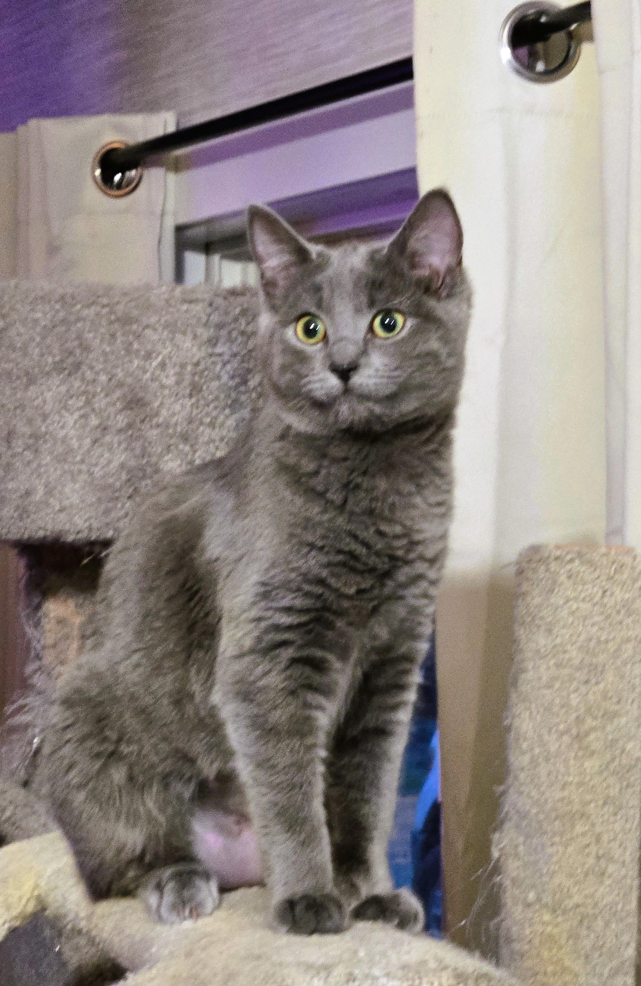 TINSEL-(kj), ADOPTABLE, Young Female Domestic Short Hair & Russian Blue.