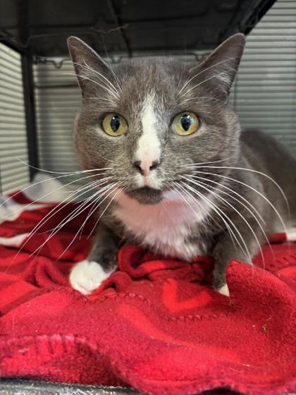 Sox, Adoptable, Young Female Domestic Short Hair & Domestic Short Hair.