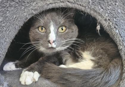 Sox, a Adoptable mixed breed in Pendleton, OR image 2/3