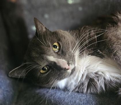 Sox, a Adoptable mixed breed in Pendleton, OR image 3/3