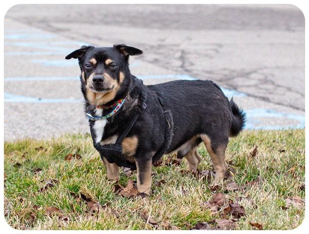 Enlarge JJ, a Adoptable Chihuahua in Utica, MI image 1/3