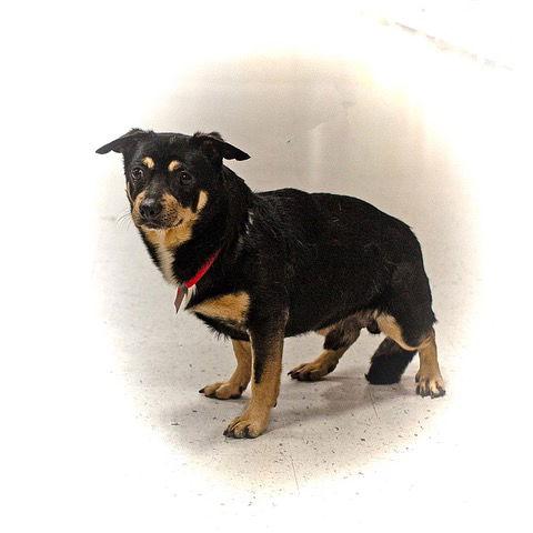 Enlarge JJ, a Adoptable Chihuahua in Utica, MI image 2/3