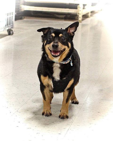 Enlarge JJ, a Adoptable Chihuahua in Utica, MI image 3/3