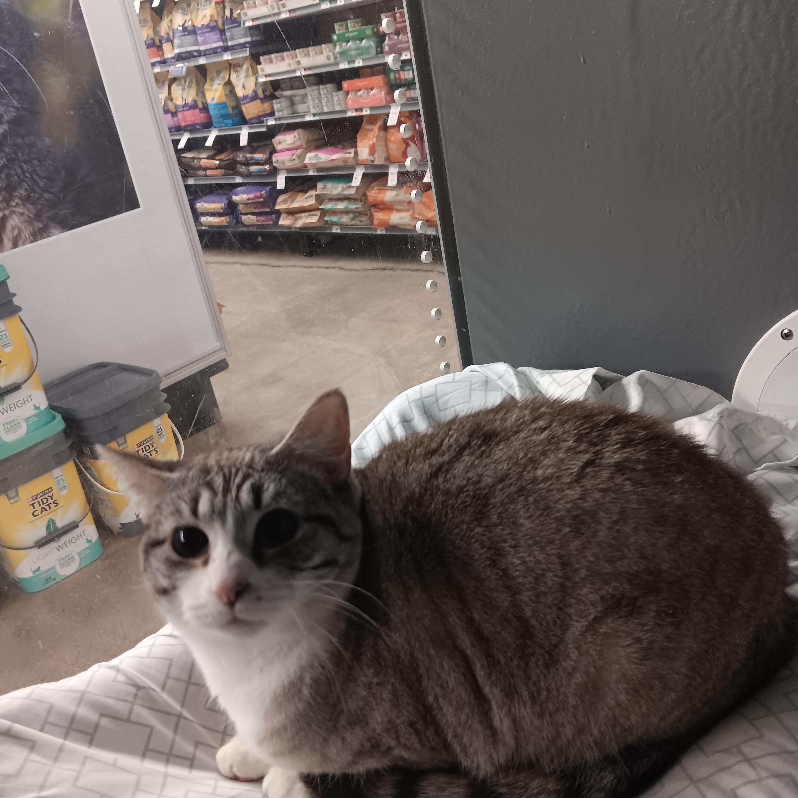 Malee, a ADOPTABLE mixed breed in North East, MD image 3/3