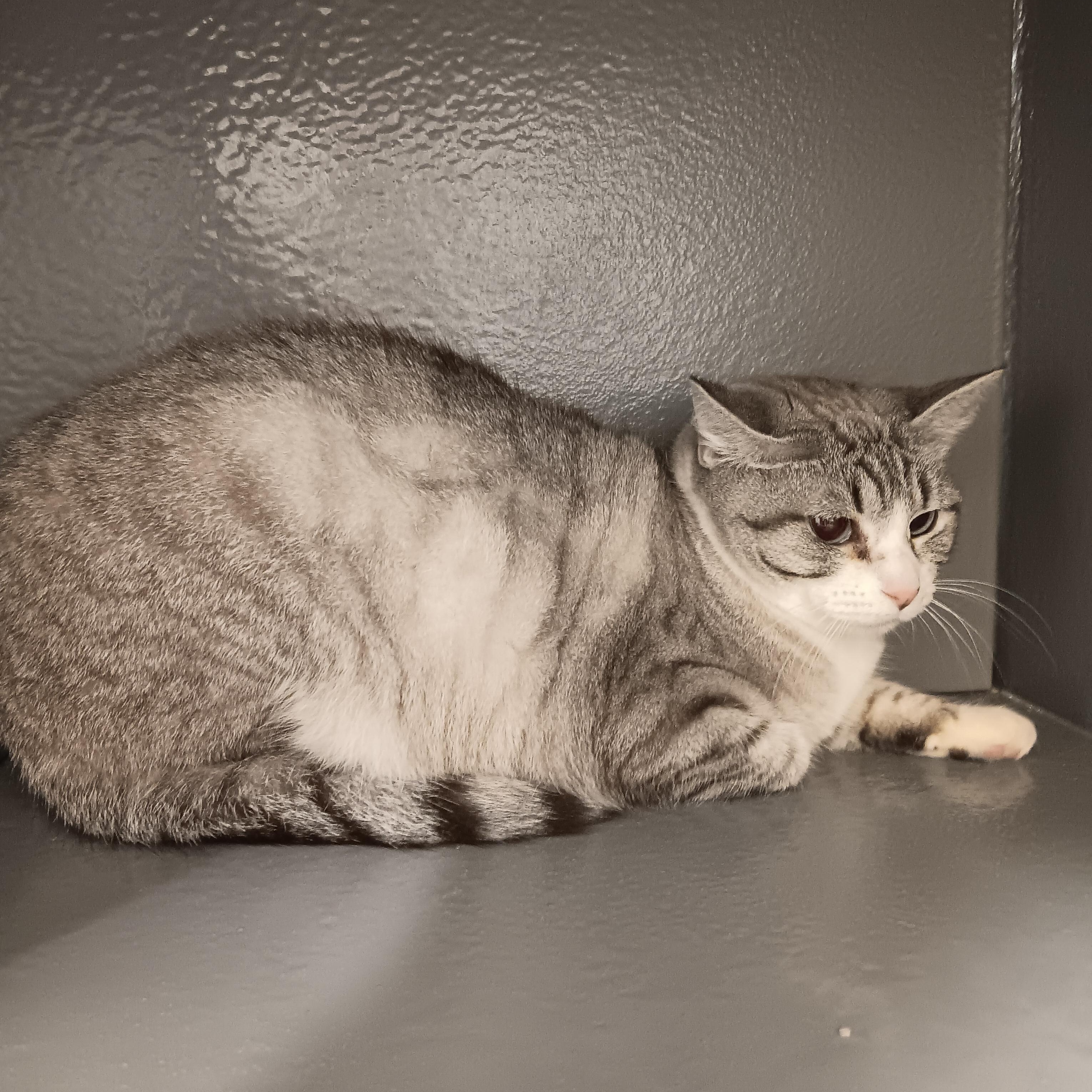 Malee, a ADOPTABLE mixed breed in North East, MD image 2/3