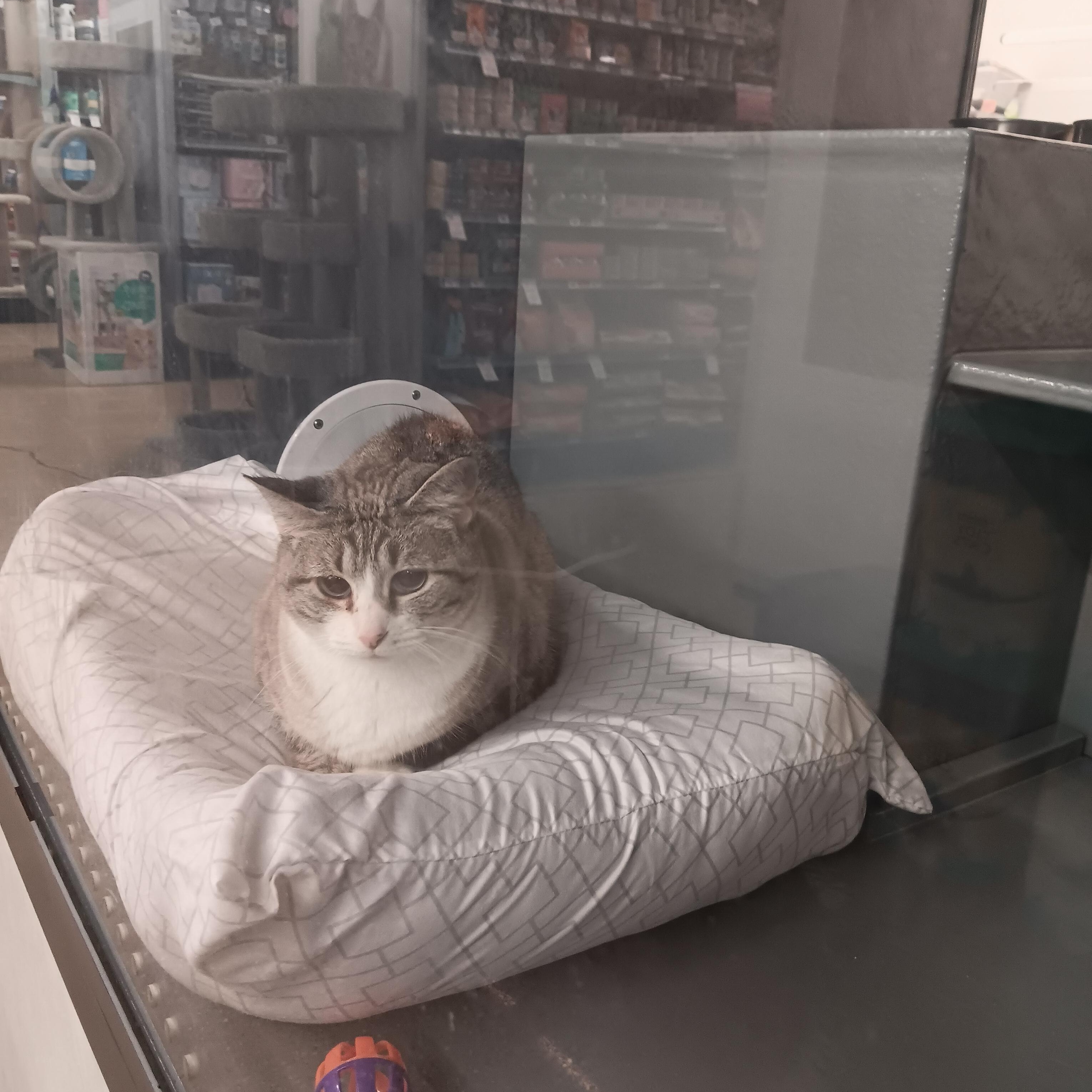 Malee, ADOPTABLE, Young Female Siamese.