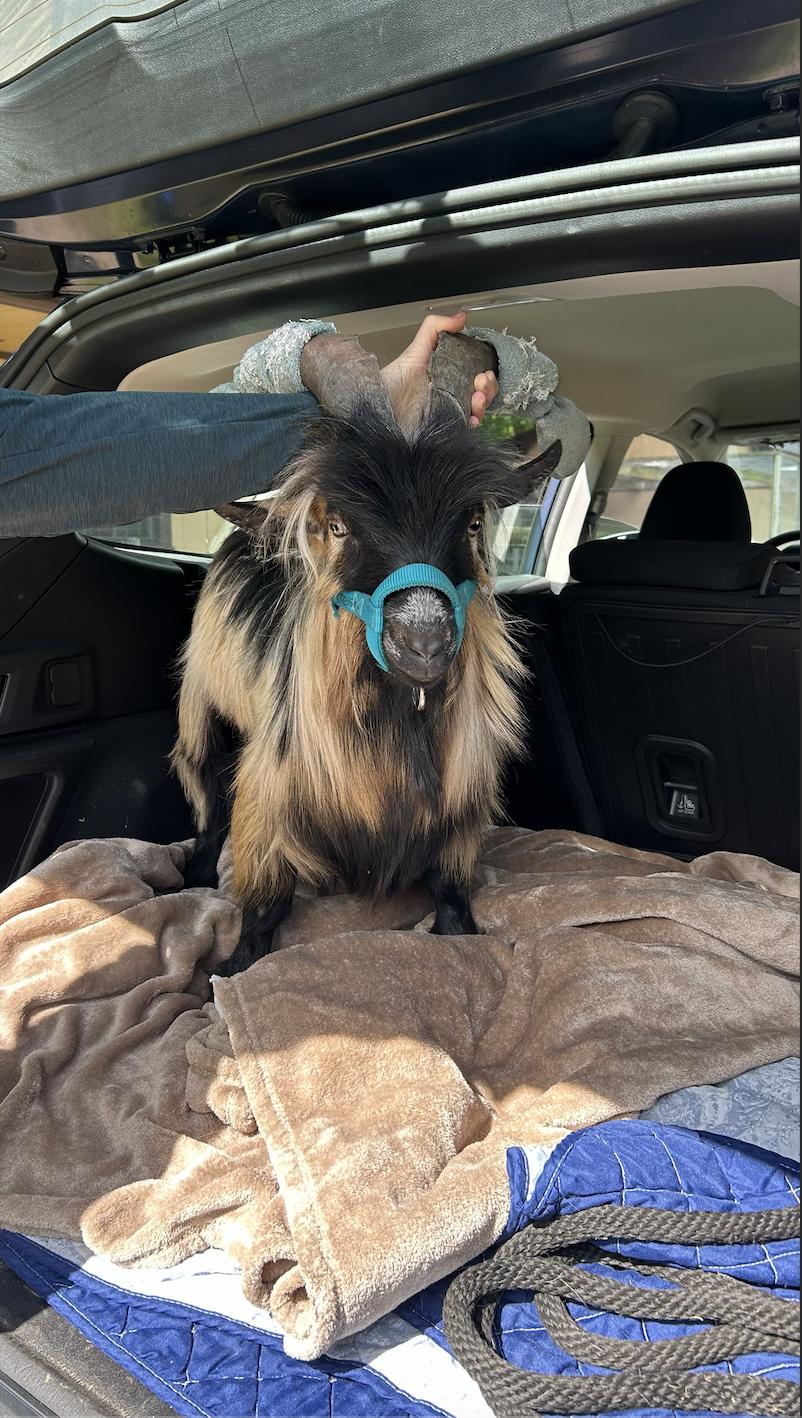 Enlarge Dwight, an adopted Nigerian Dwarf in Ravenna, OH image 1/1