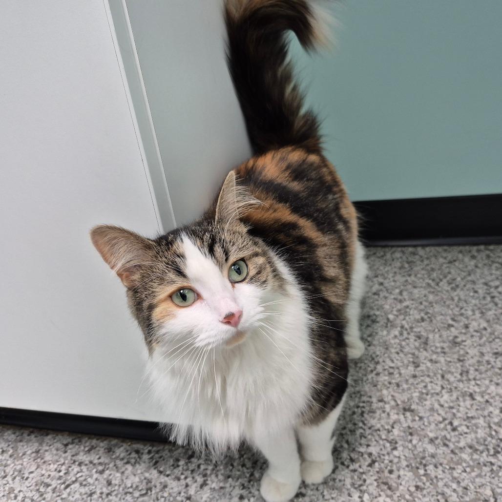 Cleopatra, Adoptable, Adult Female Domestic Short Hair.